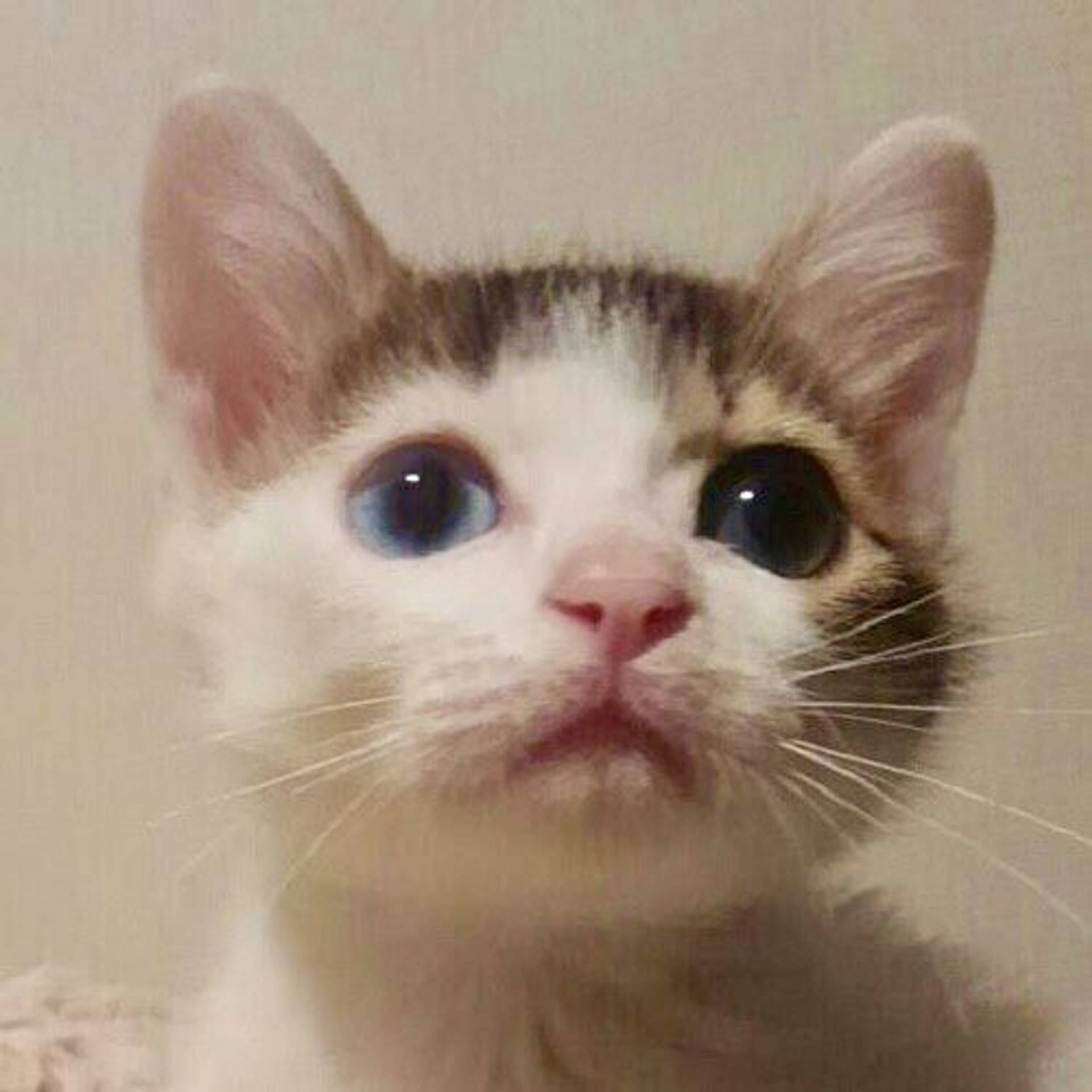 雑種（ミックス猫）・メスの里親募集の写真