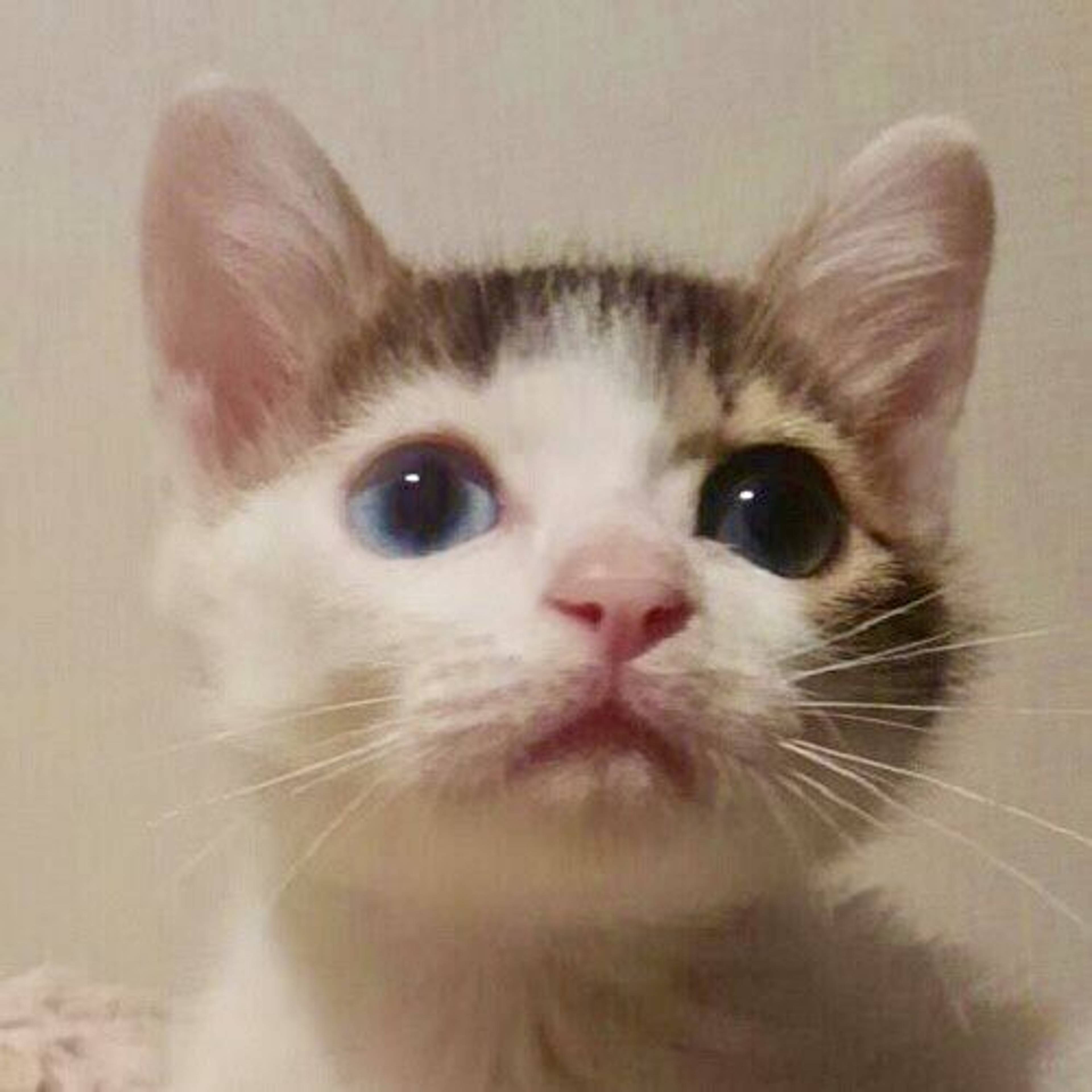 雑種（ミックス猫）・メスの里親募集の写真