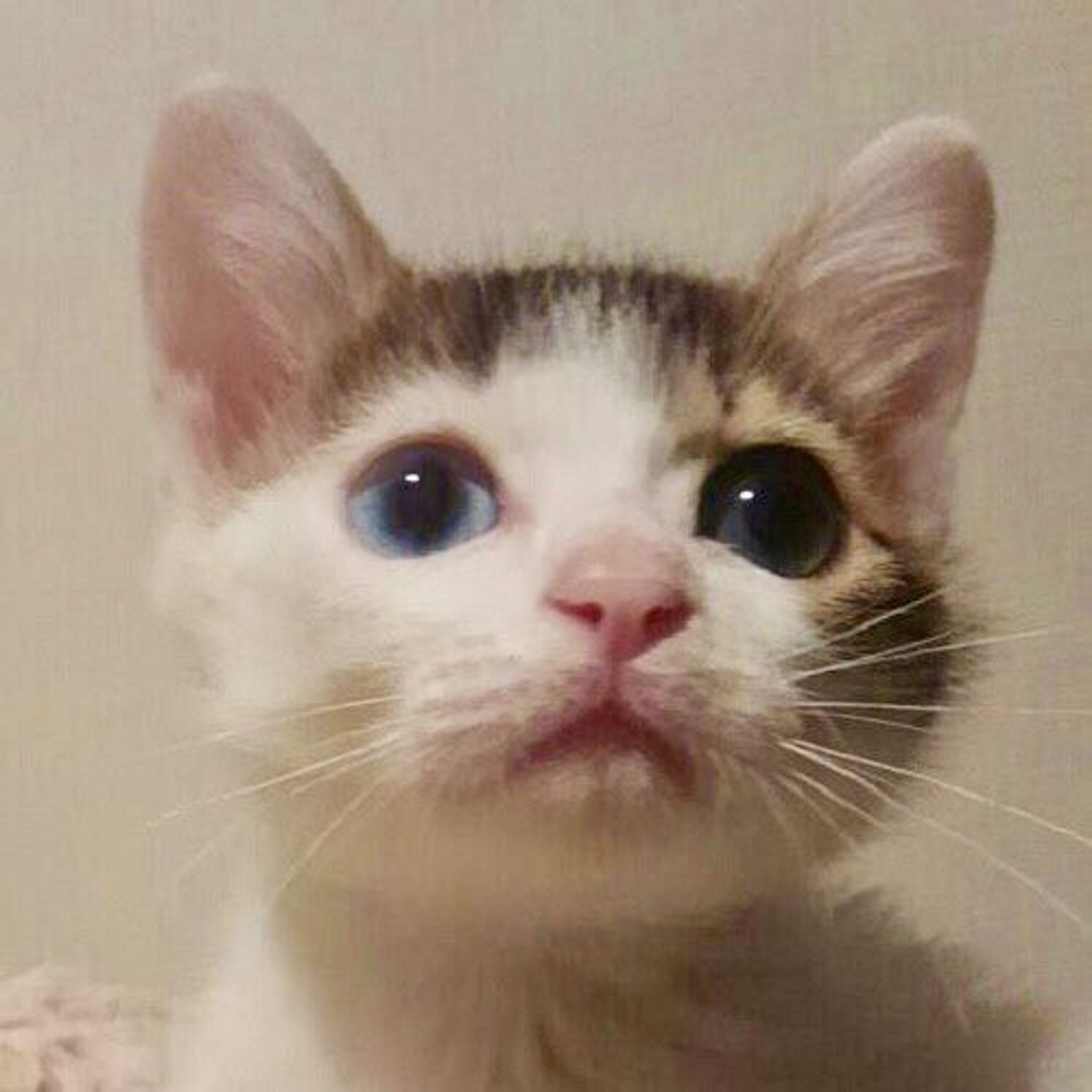 雑種（ミックス猫）・メスの里親募集の写真