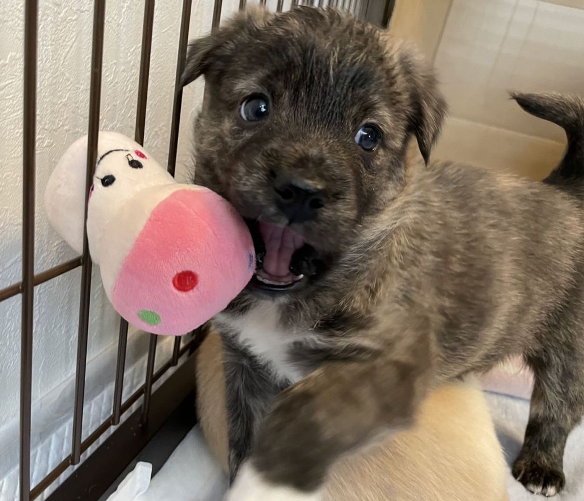 雑種（ミックス犬）・オスの里親募集の写真