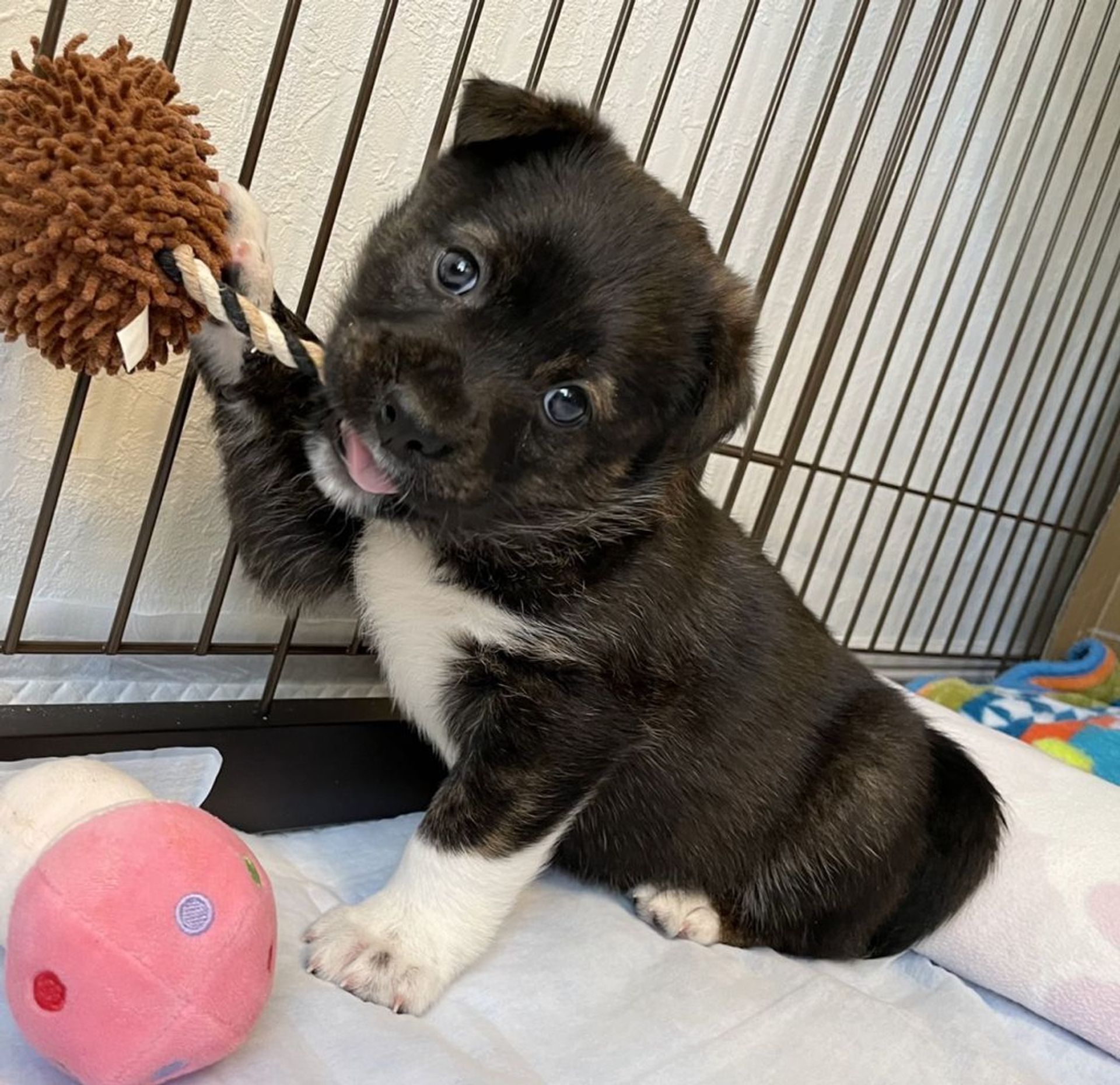 雑種（ミックス犬）・メスの里親募集の写真