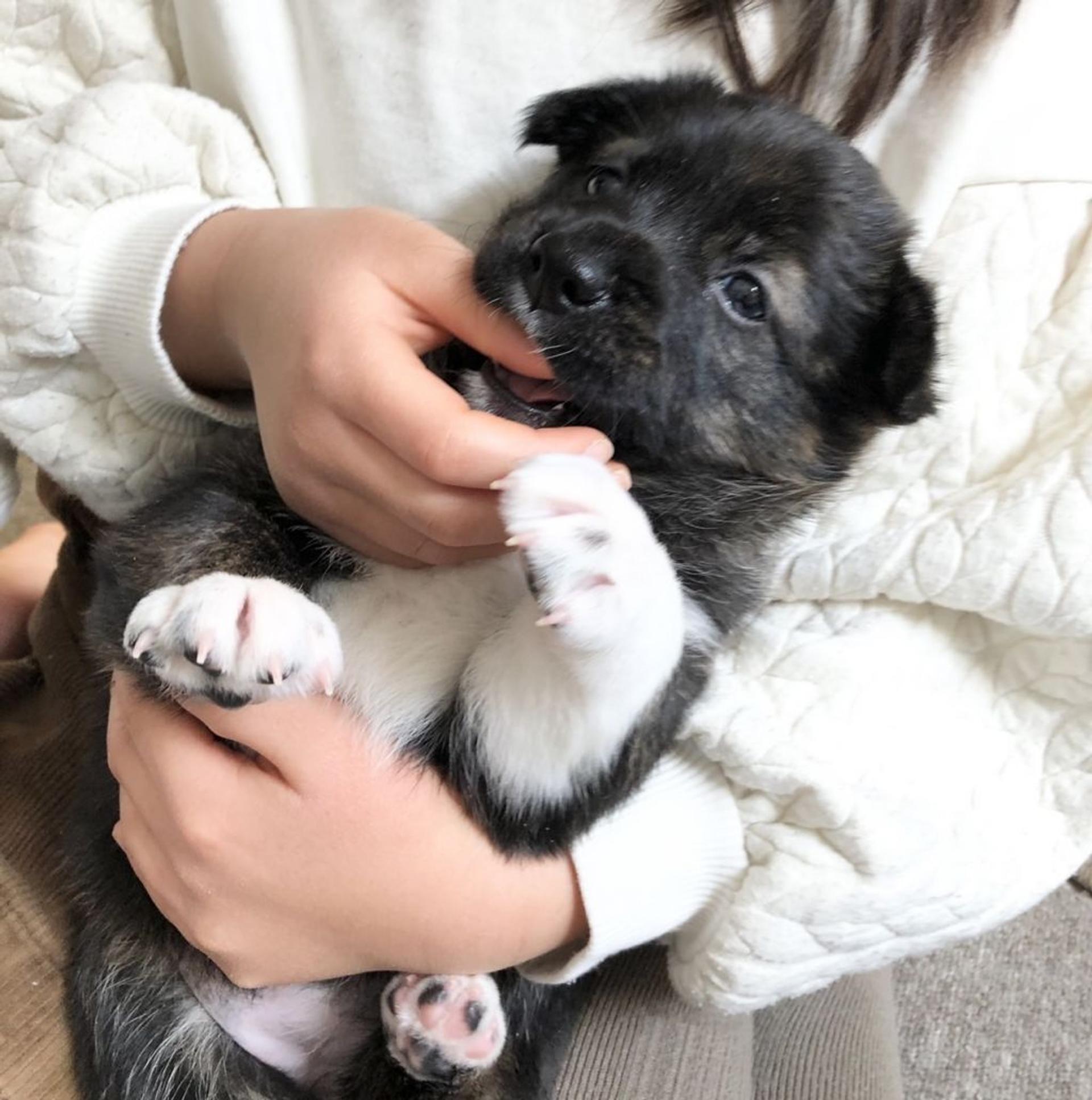 pet-image-7