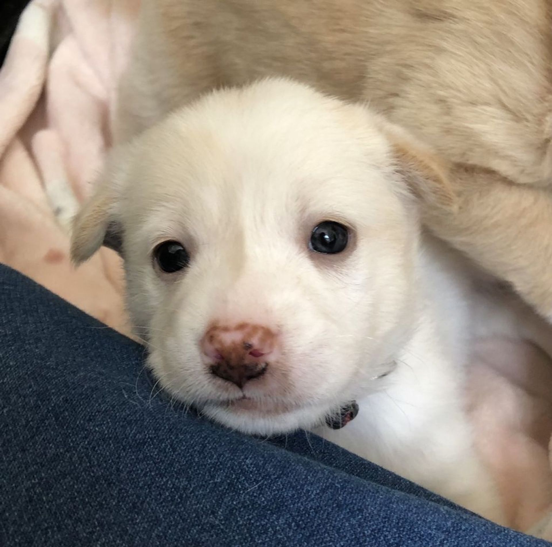 雑種（ミックス犬）・メスの里親募集の写真