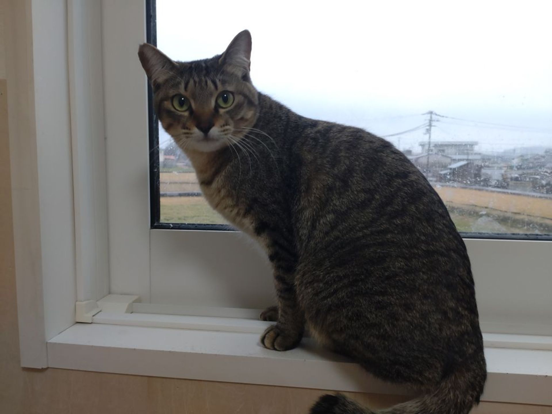 雑種（ミックス猫）・オスの里親募集の写真