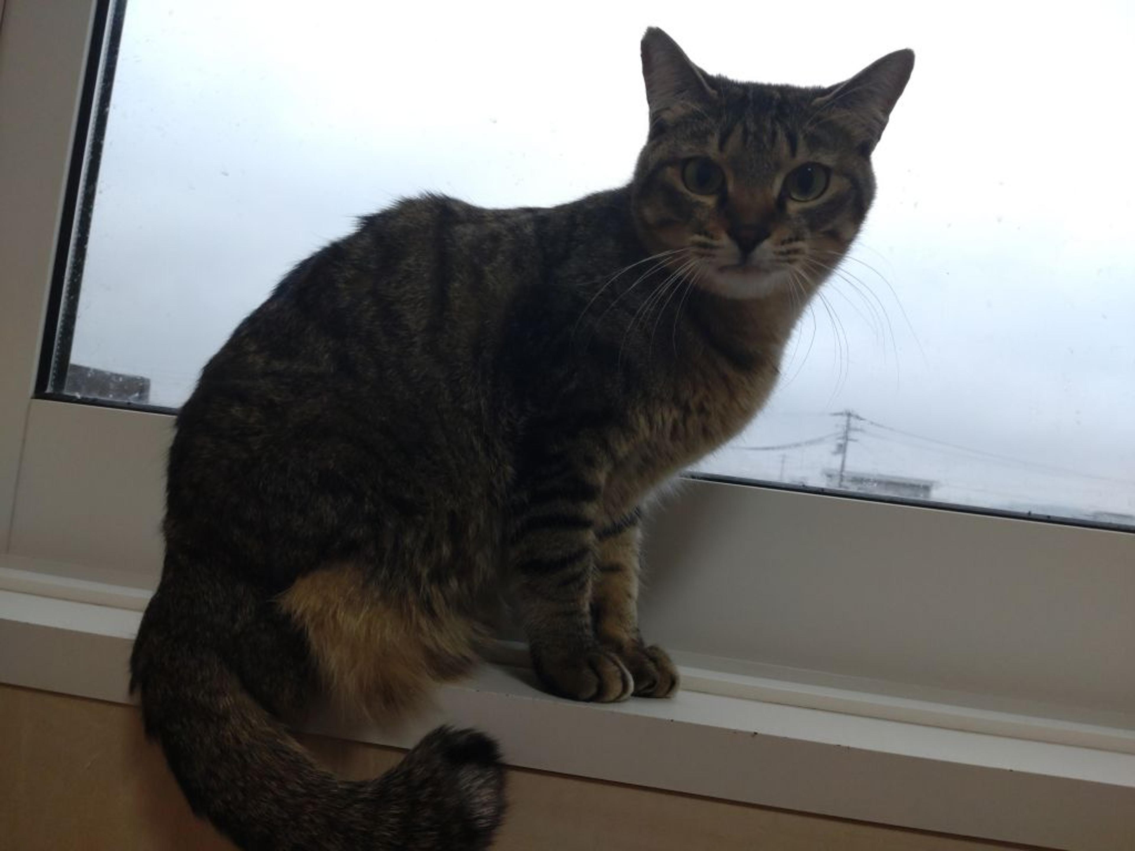 pet-image-2