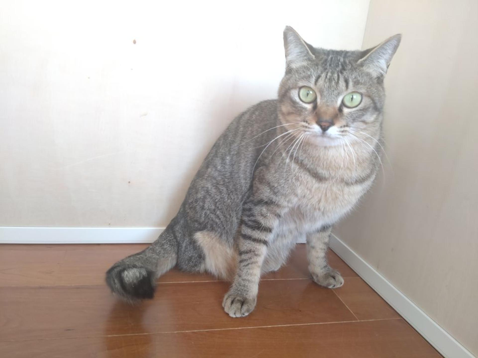 pet-image-4