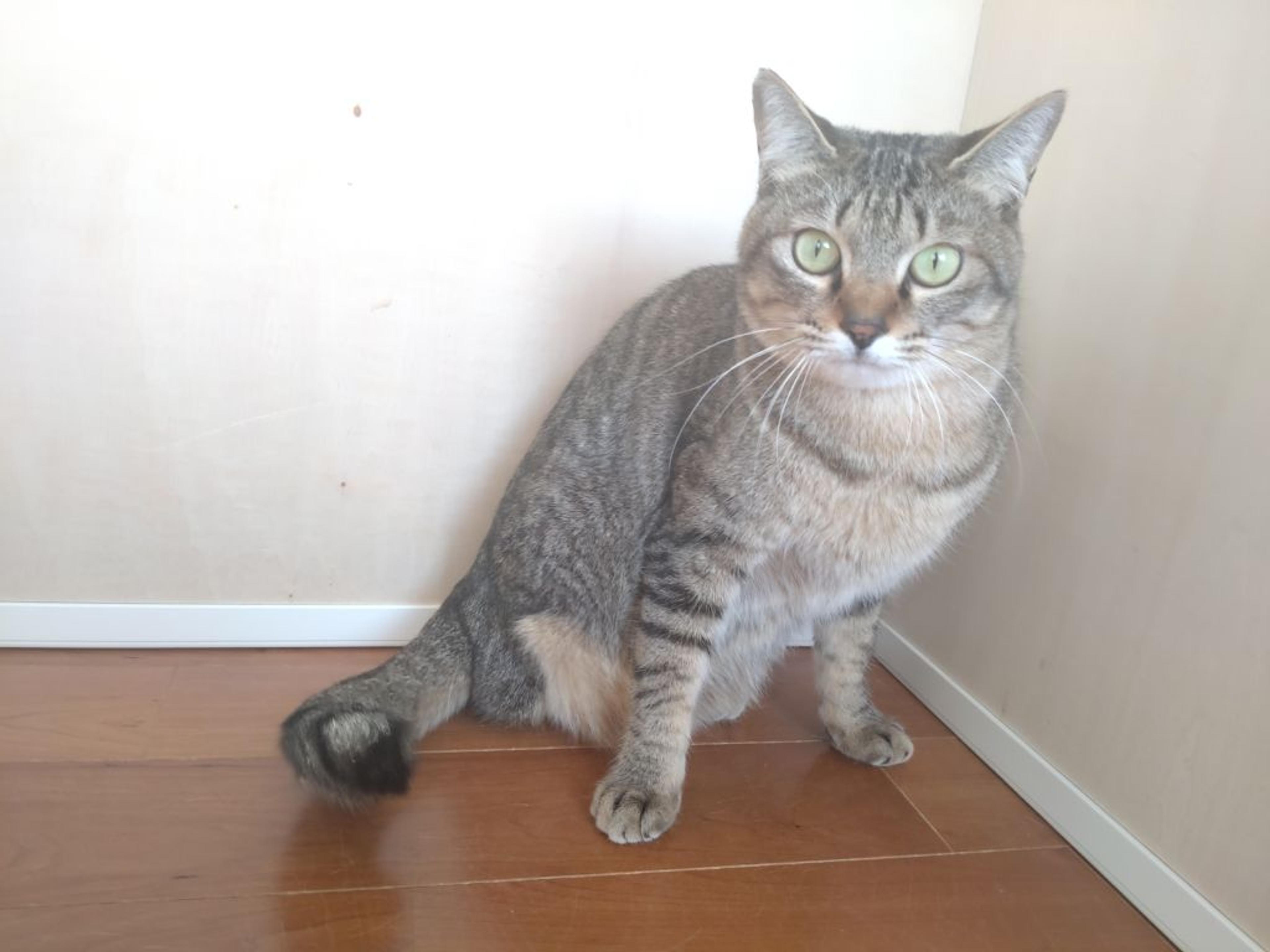 pet-image-4
