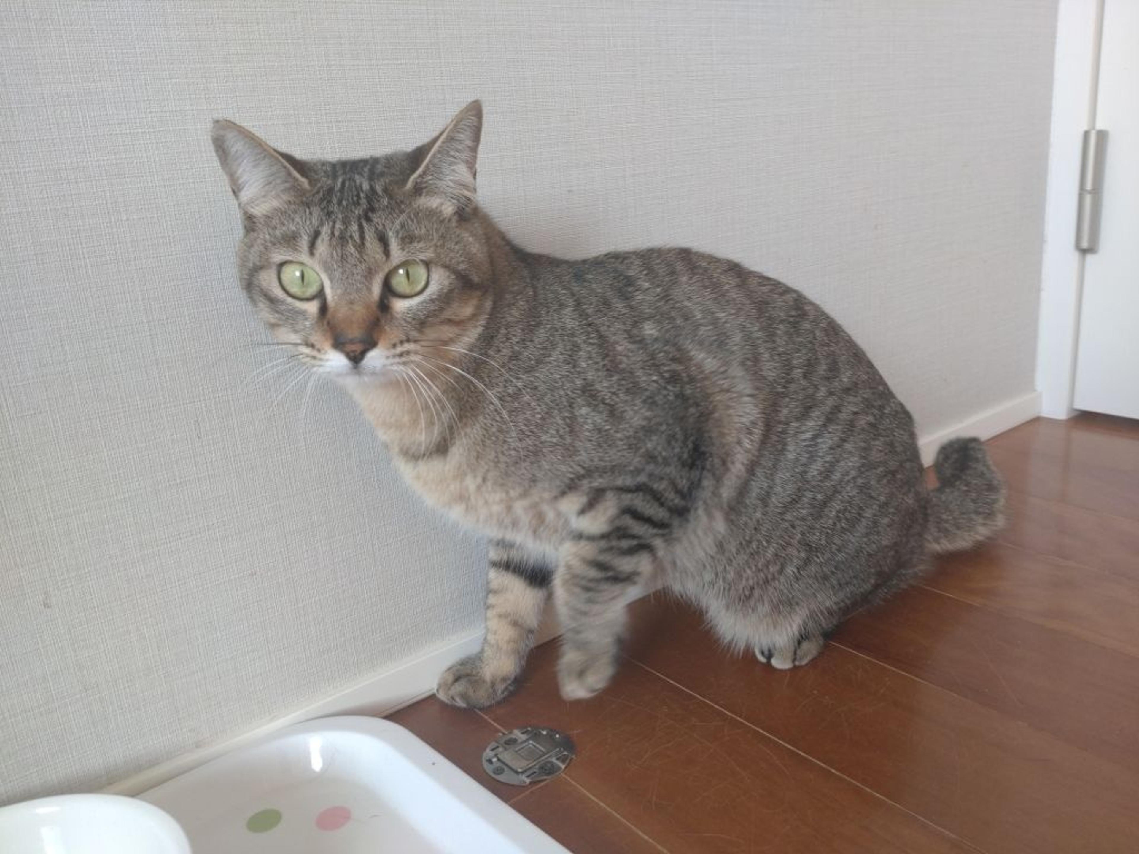 pet-image-5