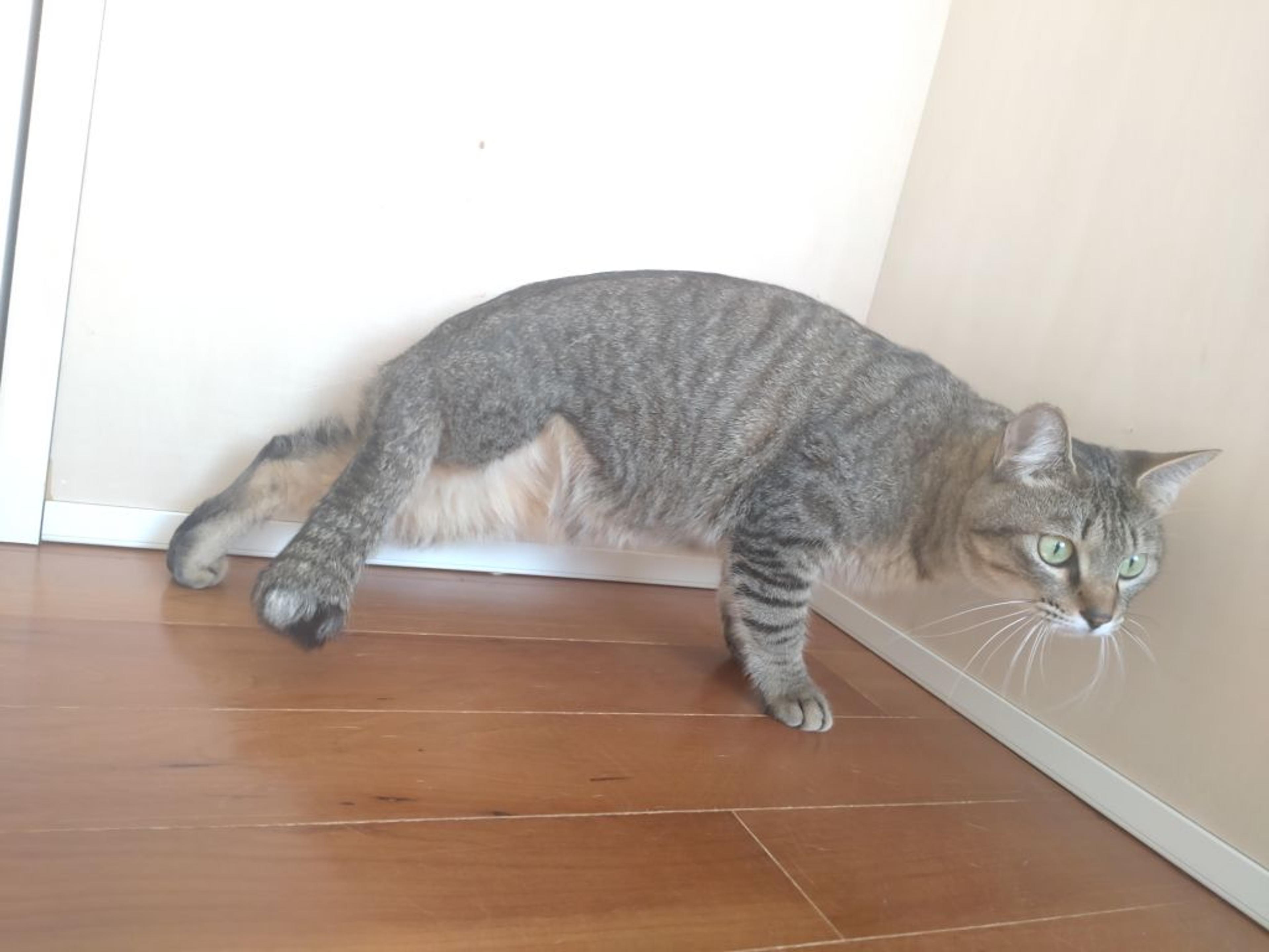 pet-image-6