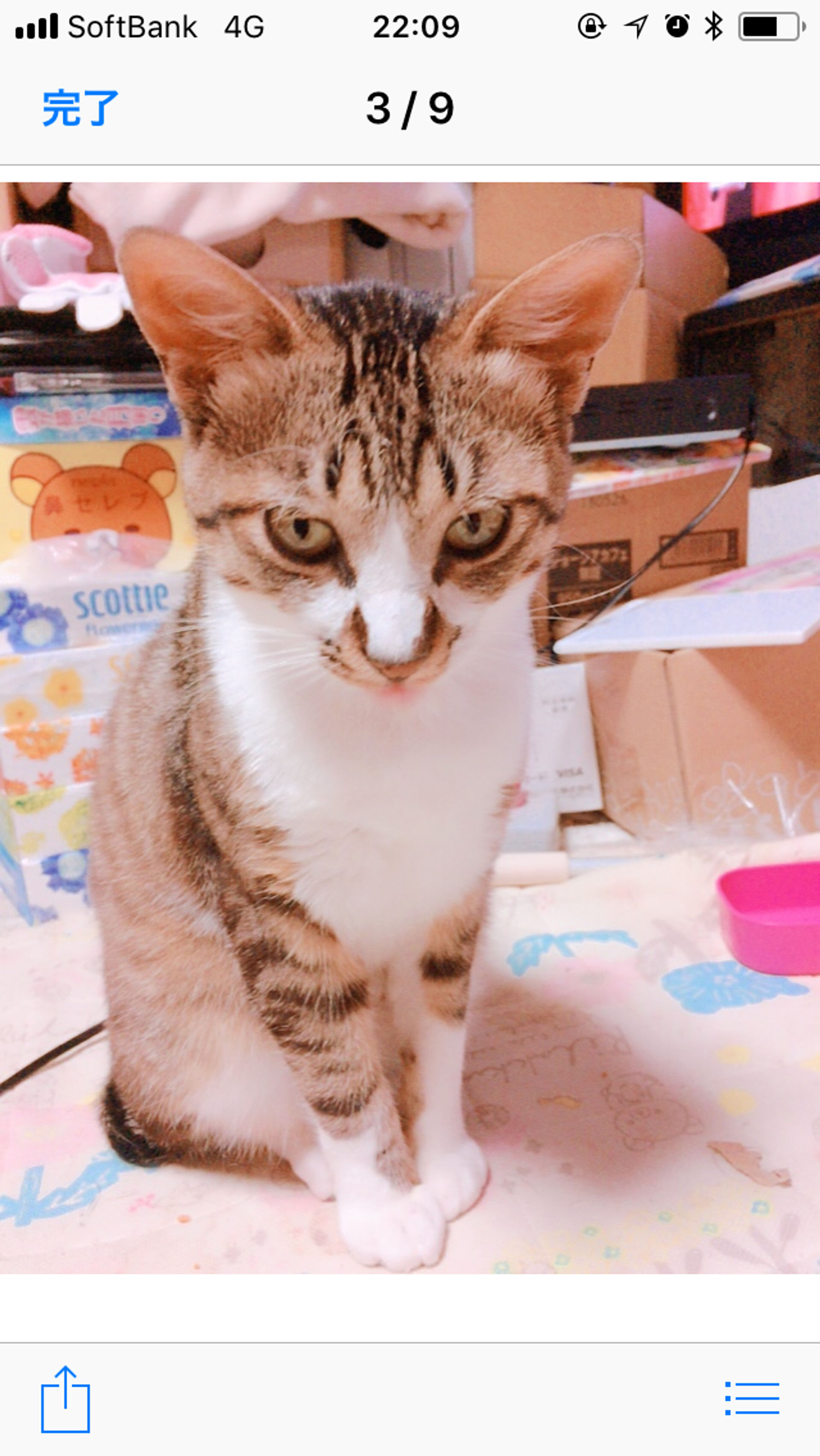 雑種（ミックス猫）・オスの里親募集の写真