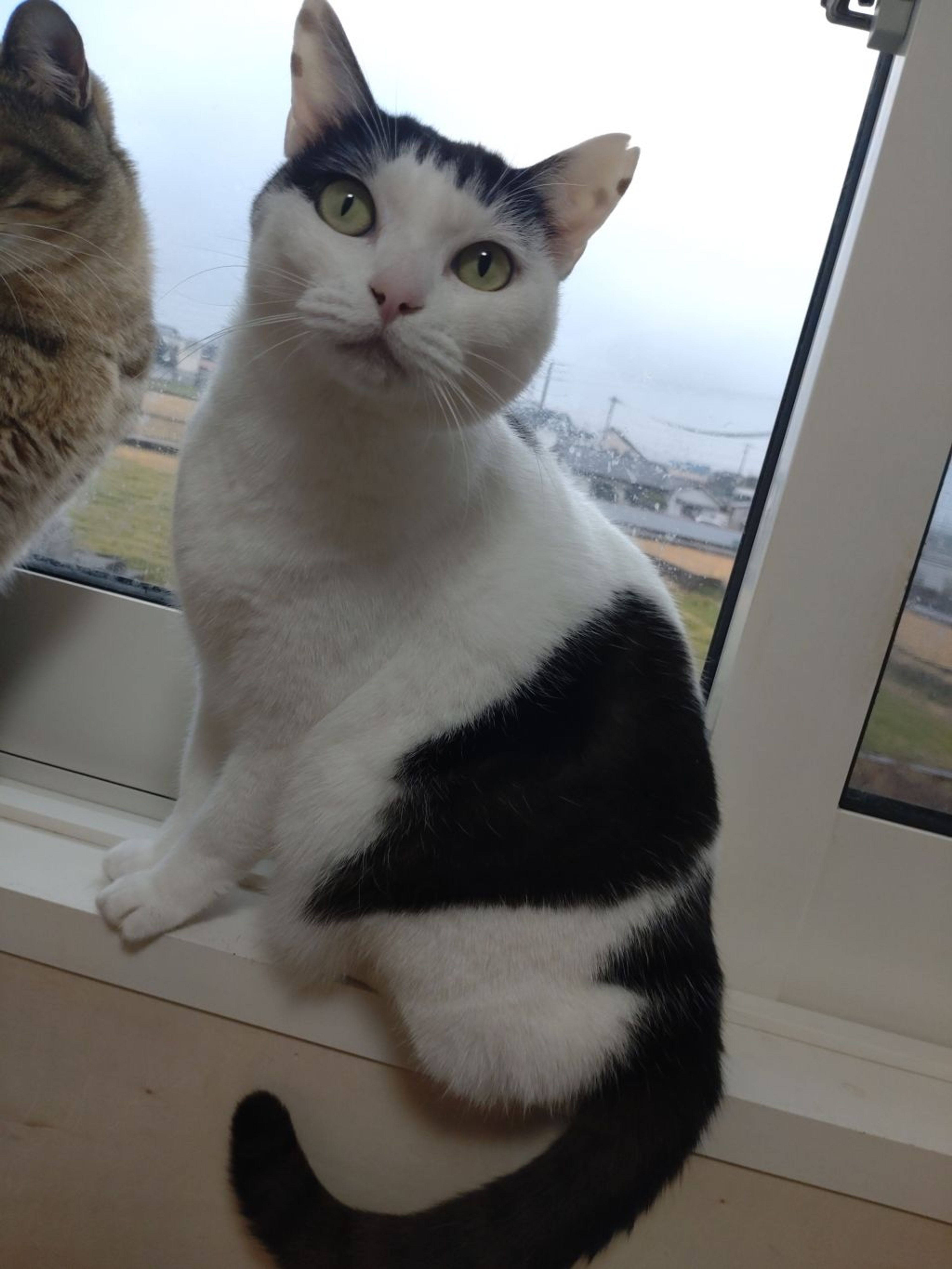 雑種（ミックス猫）・メスの里親募集の写真