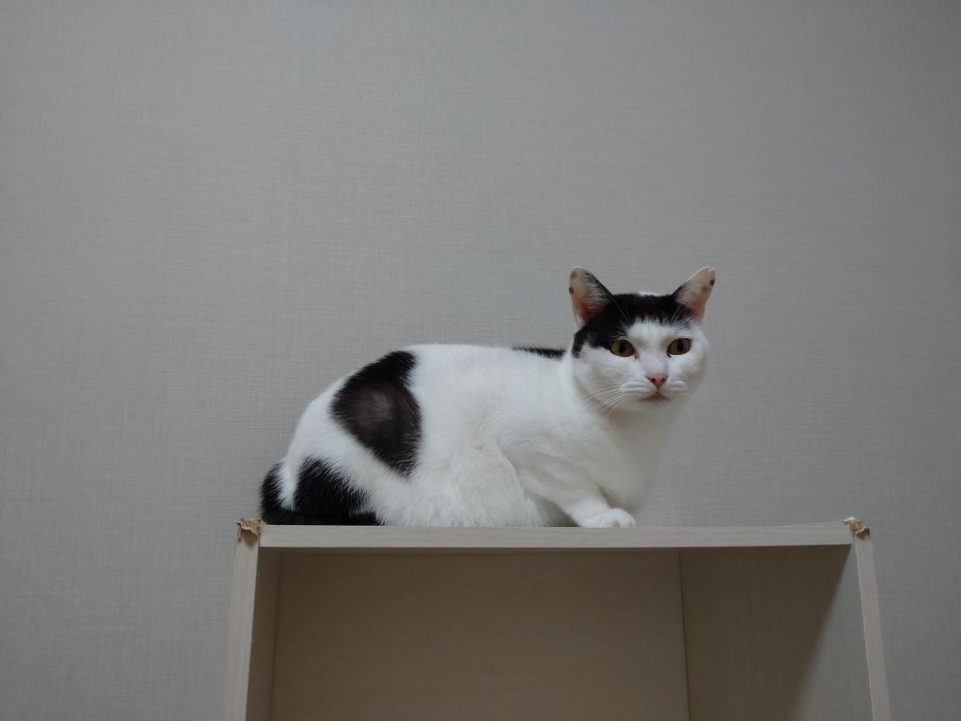 pet-image-3