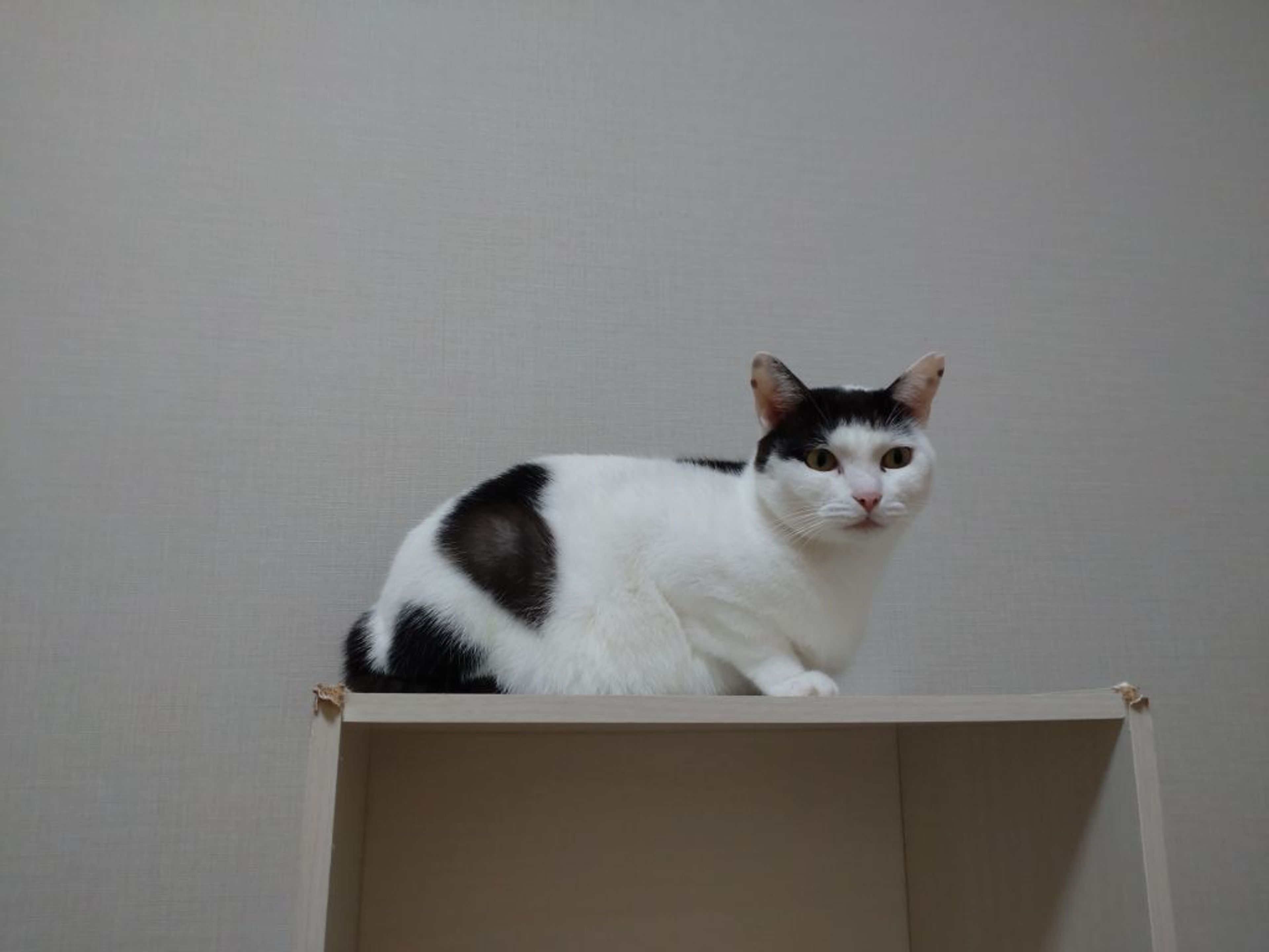 pet-image-3