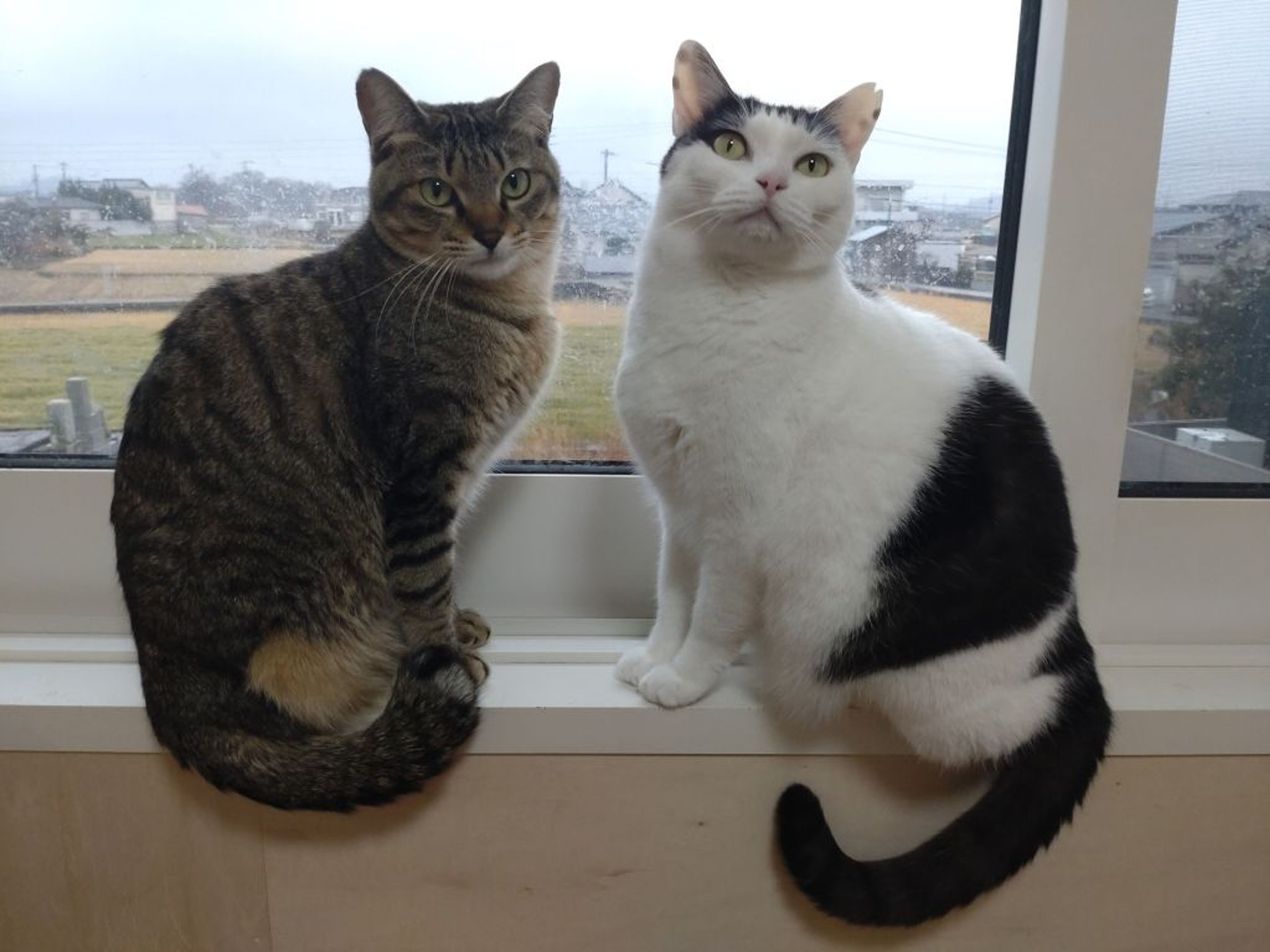 pet-image-5