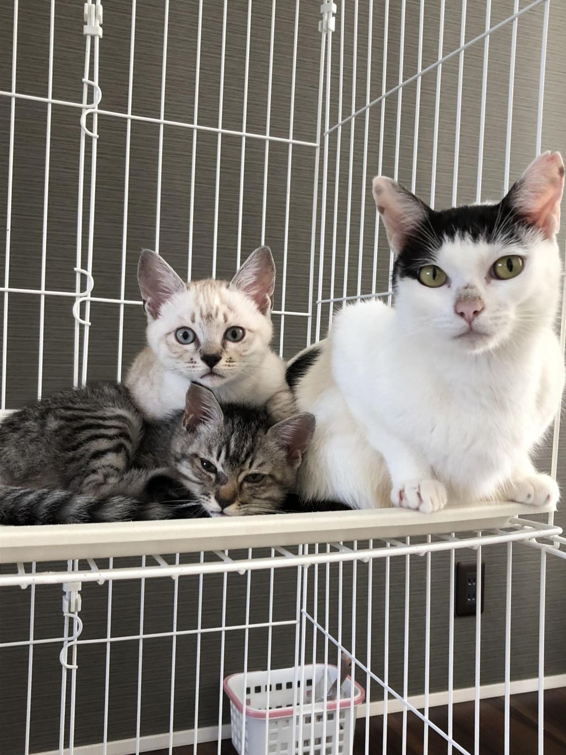 pet-image-4