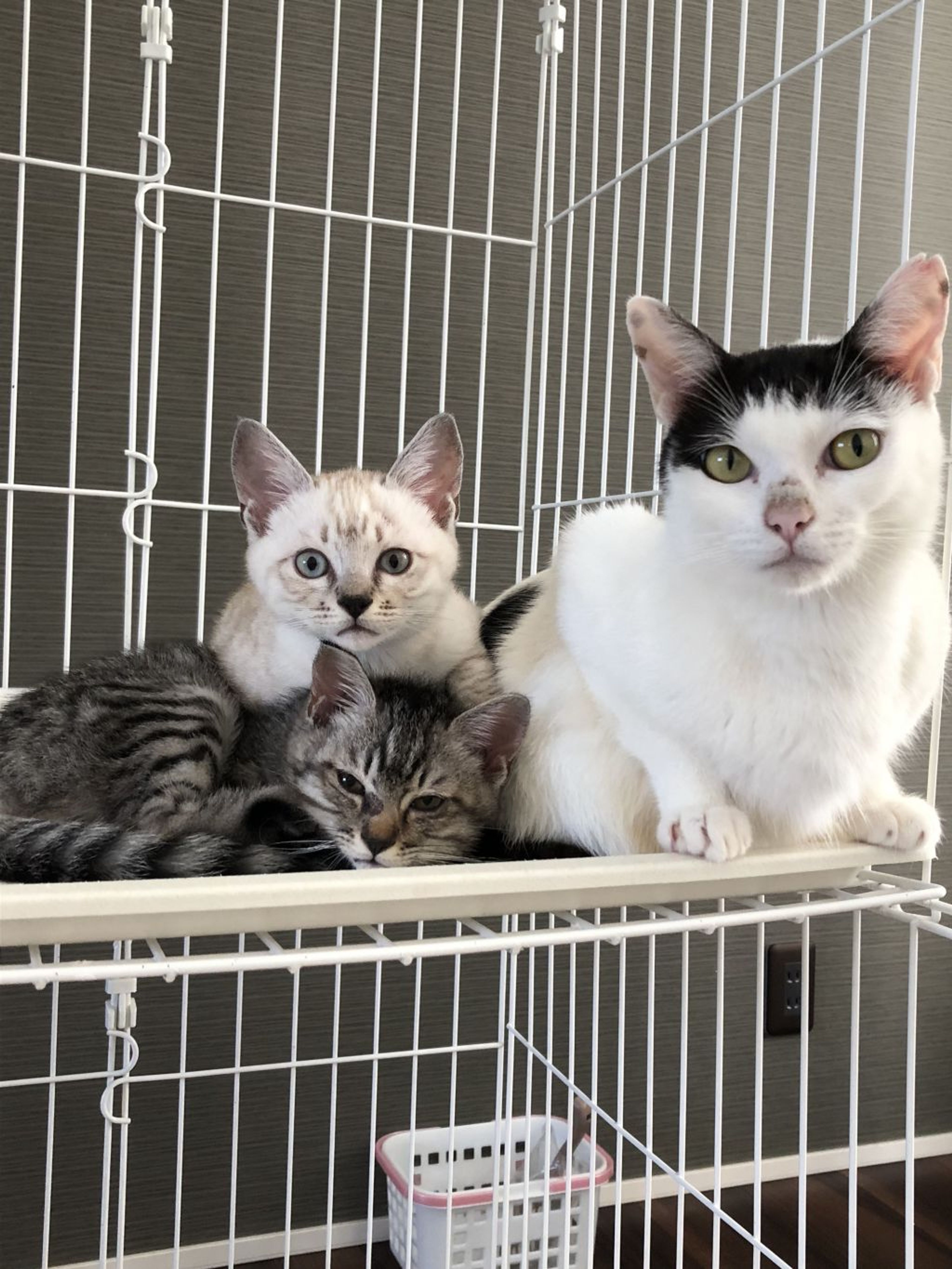pet-image-4