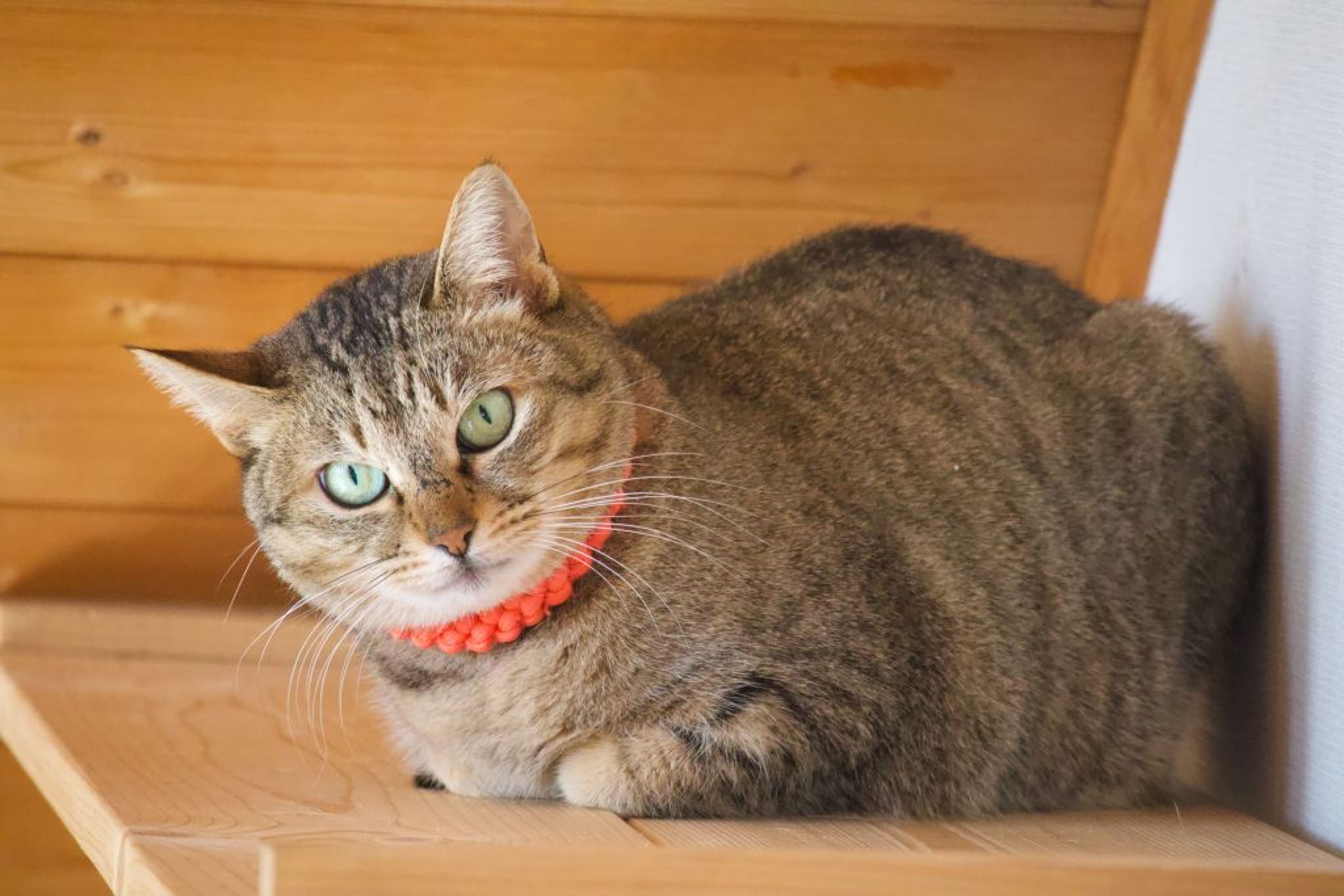 雑種（ミックス猫）・メスの里親募集の写真