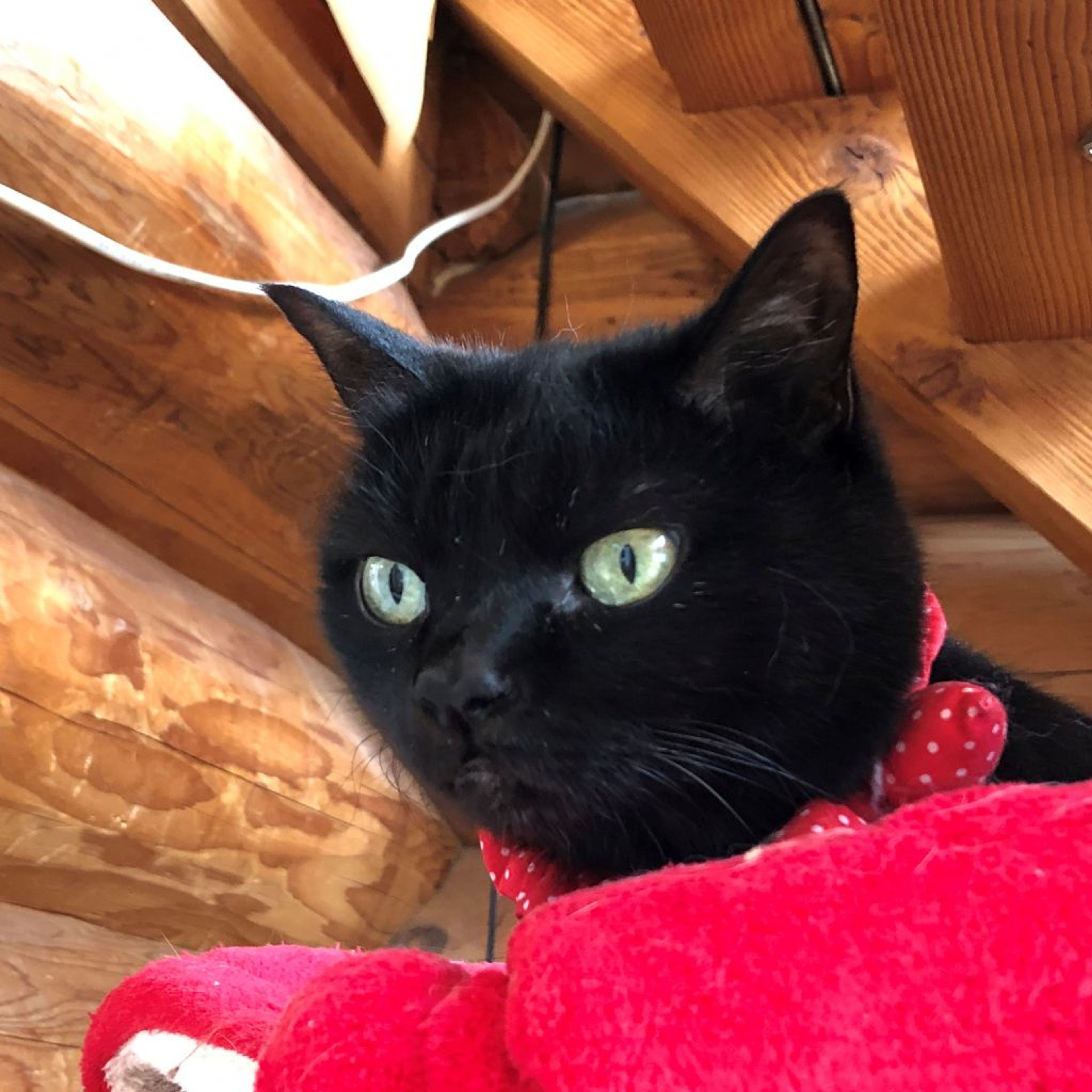 雑種（ミックス猫）・メスの里親募集の写真