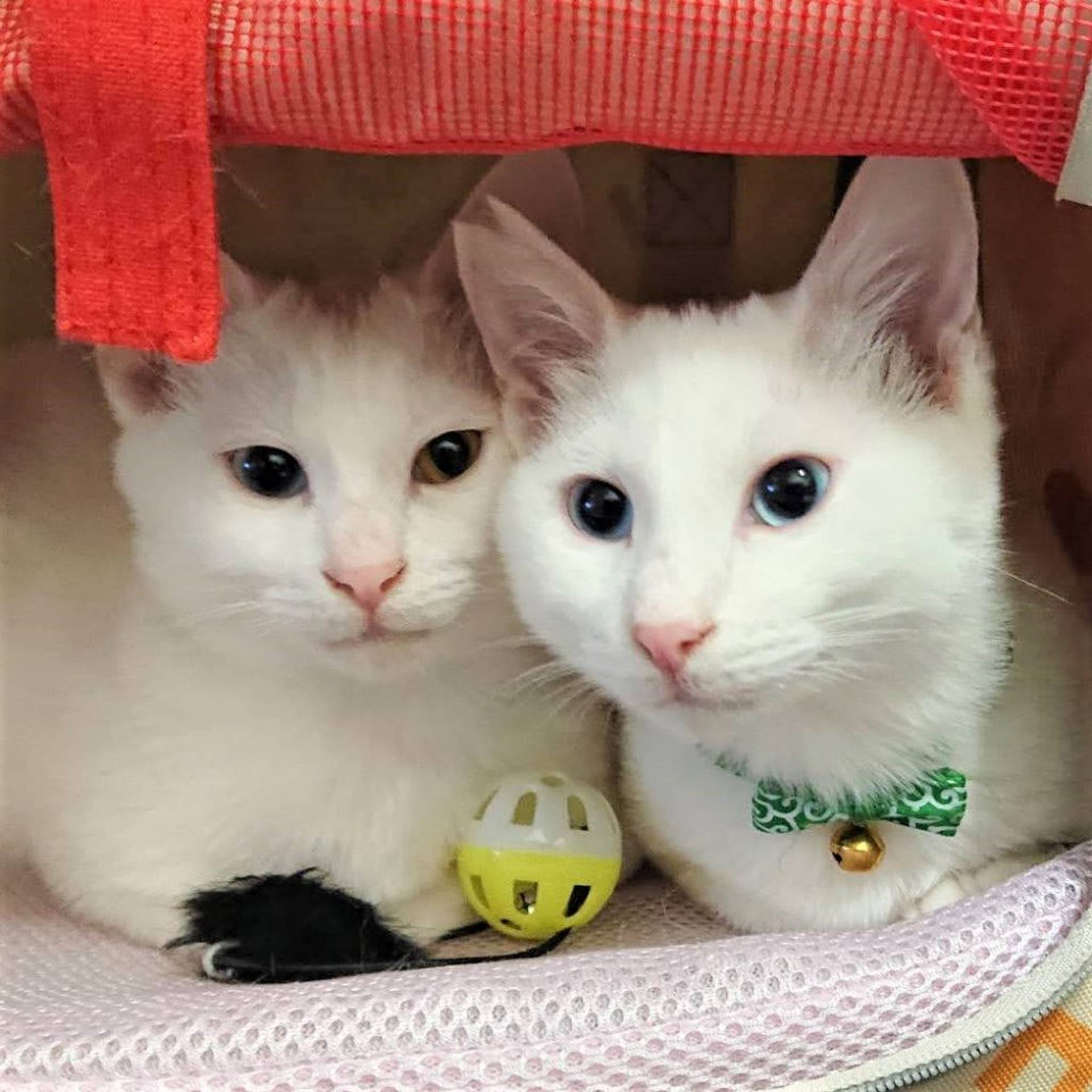 雑種（ミックス猫）・オスの里親募集の写真