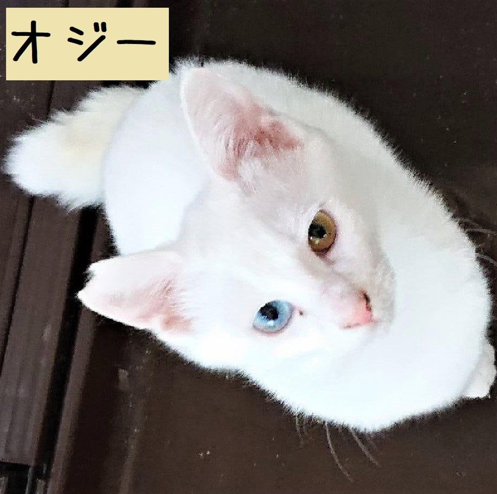 pet-image-3