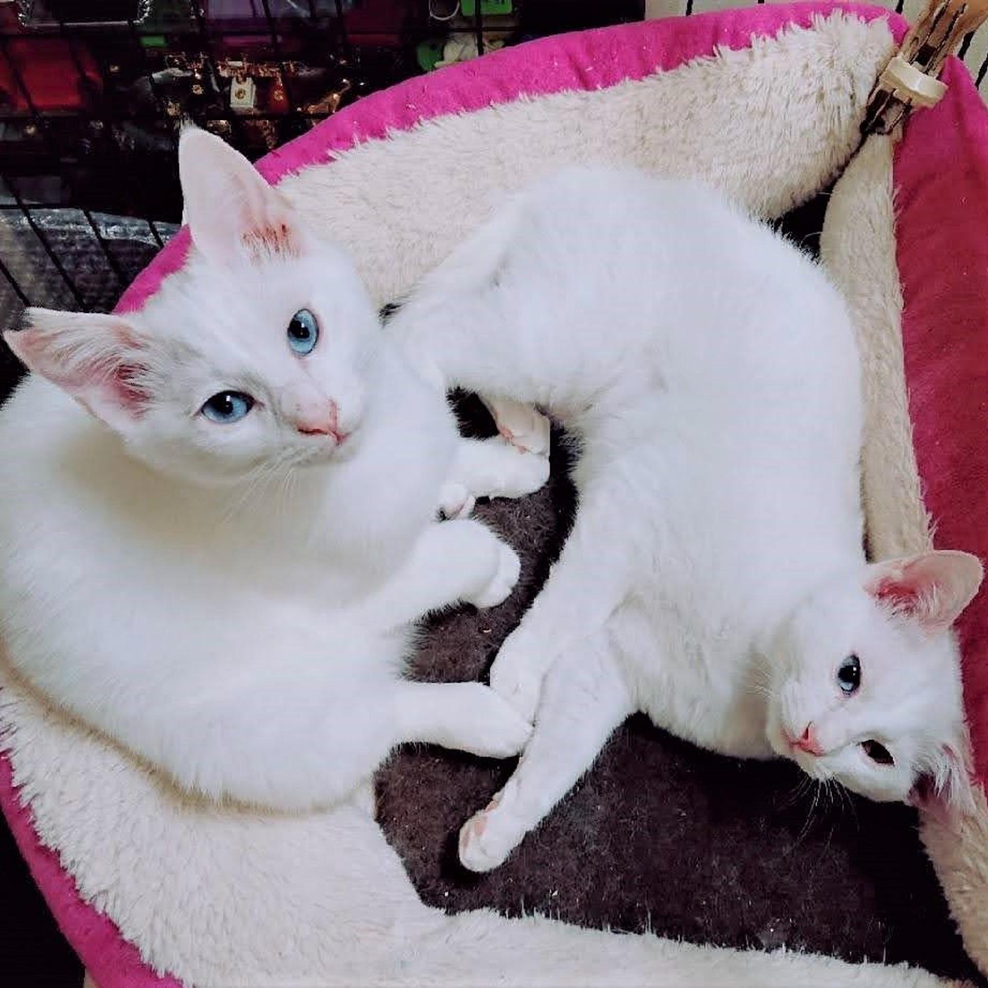 pet-image-5