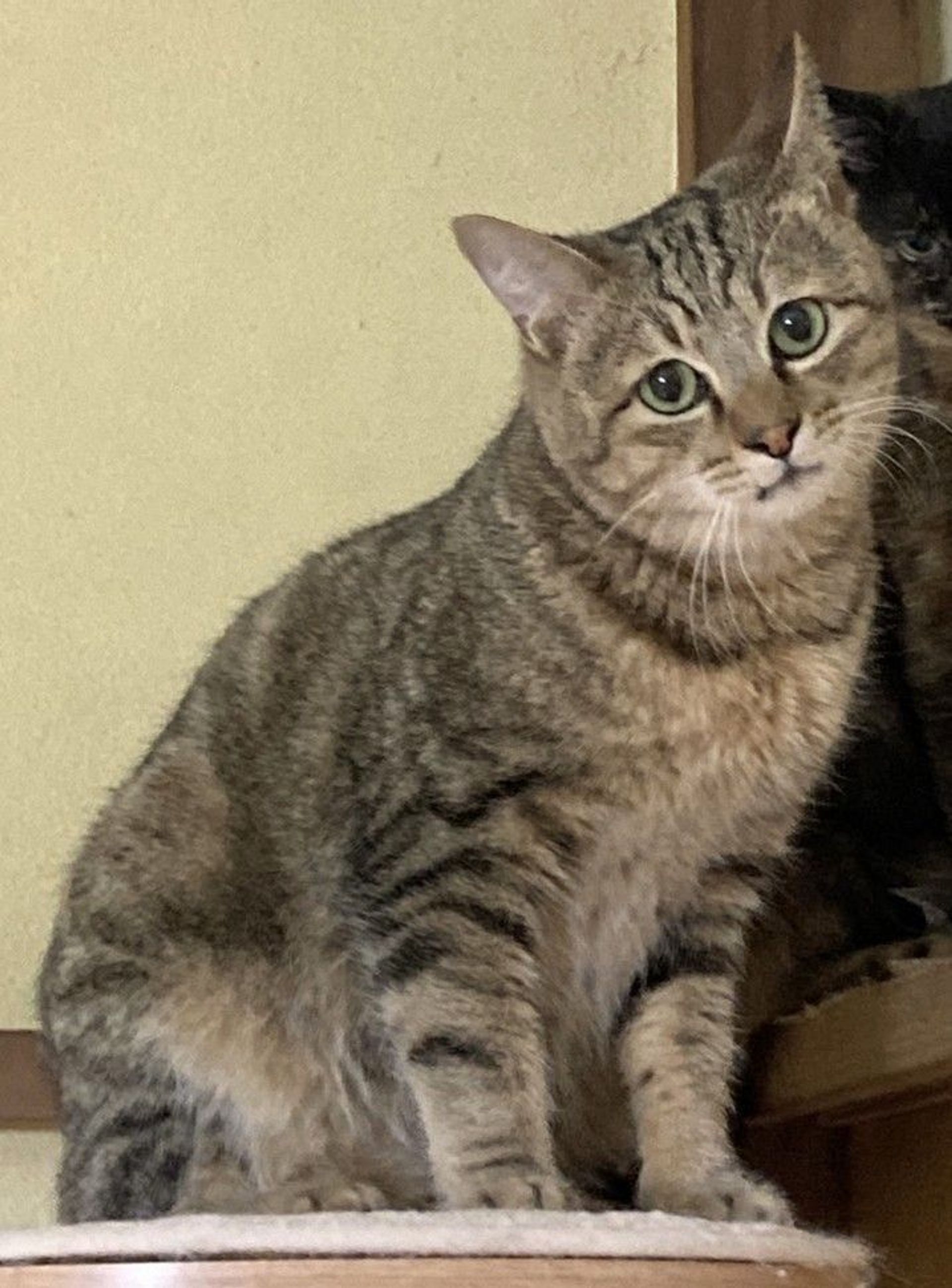 雑種（ミックス猫）・オスの里親募集の写真