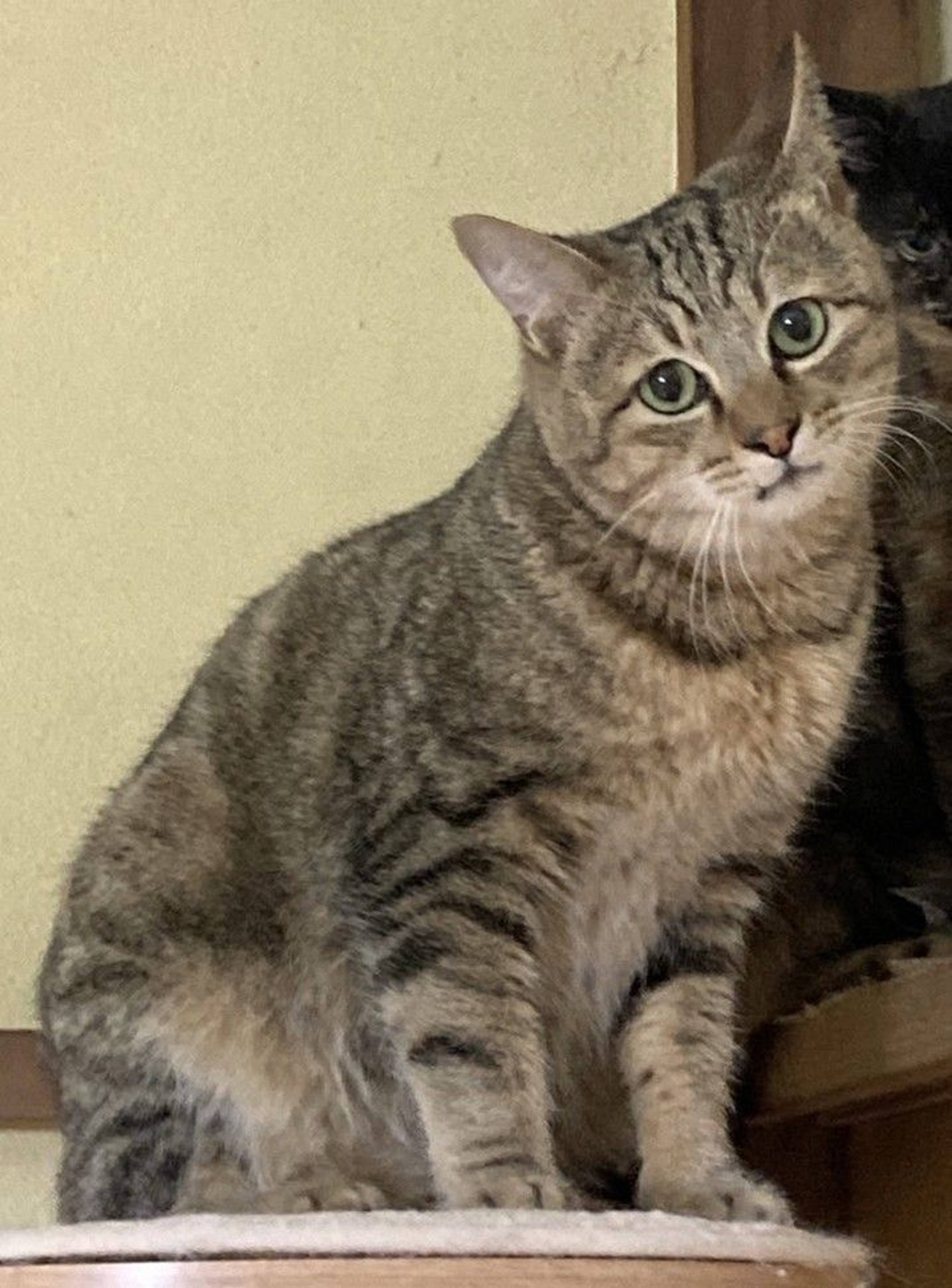 雑種（ミックス猫）・オスの里親募集の写真