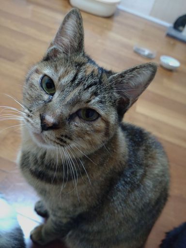 梅の写真