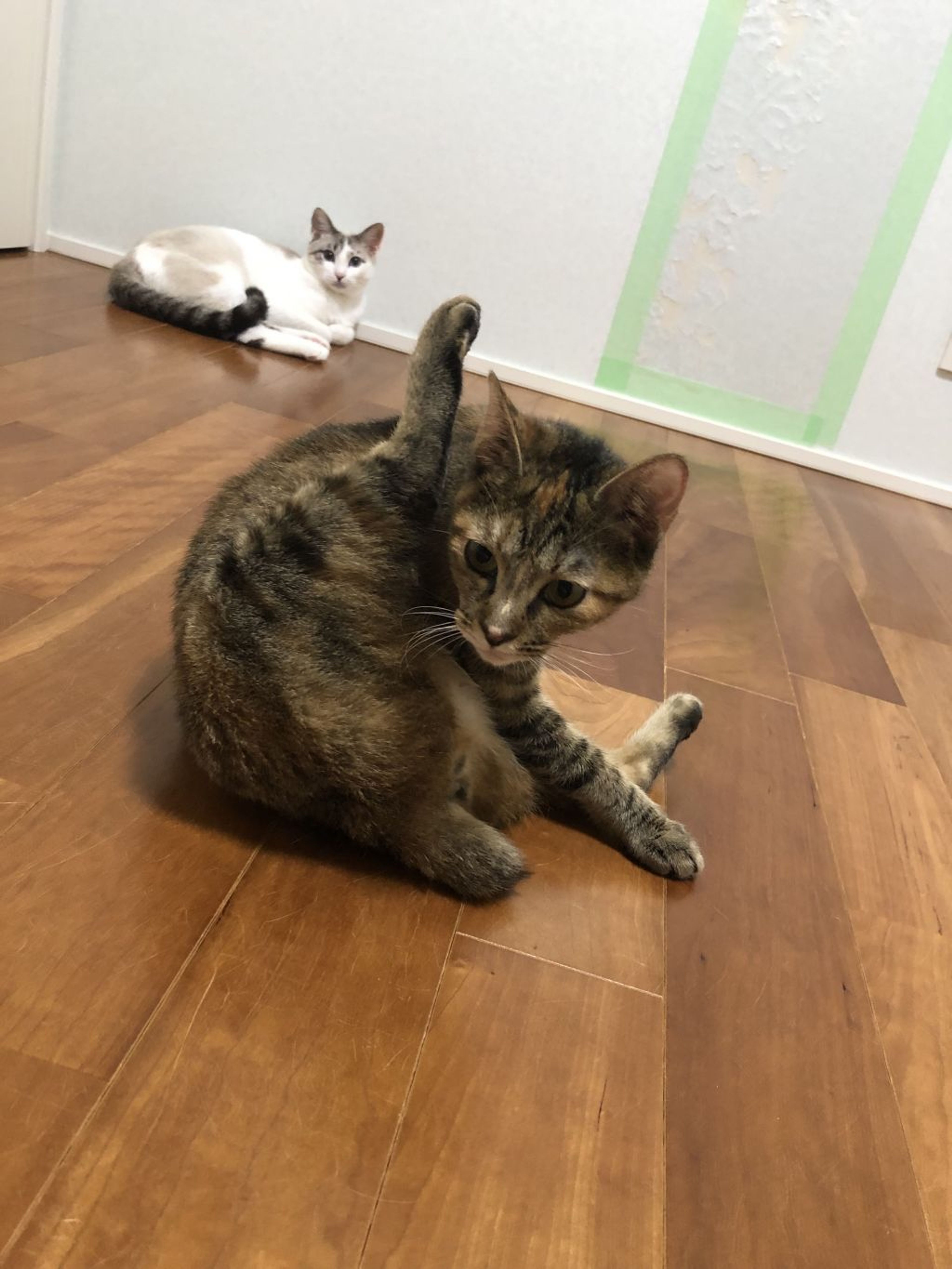 pet-image-2