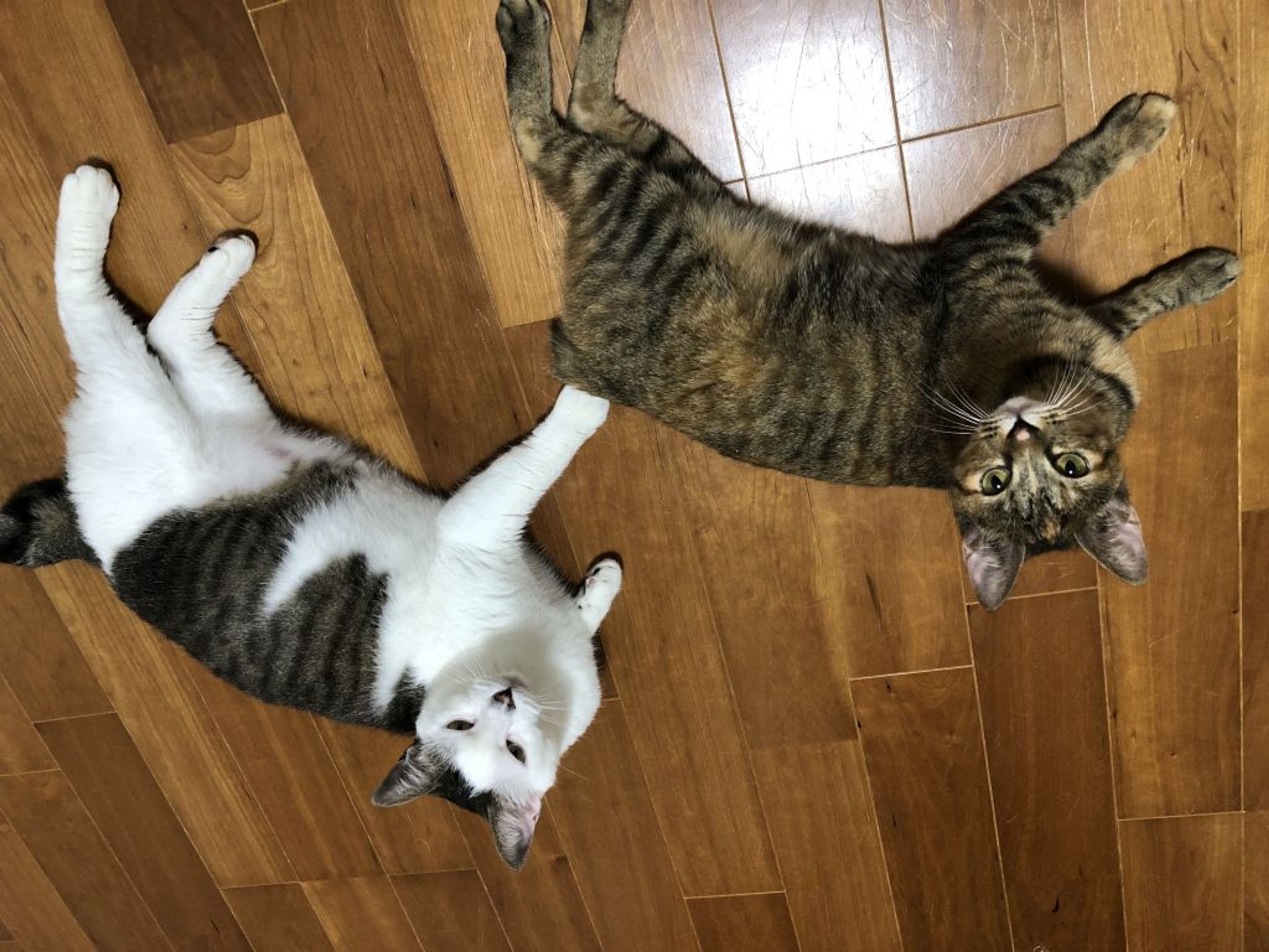 pet-image-3