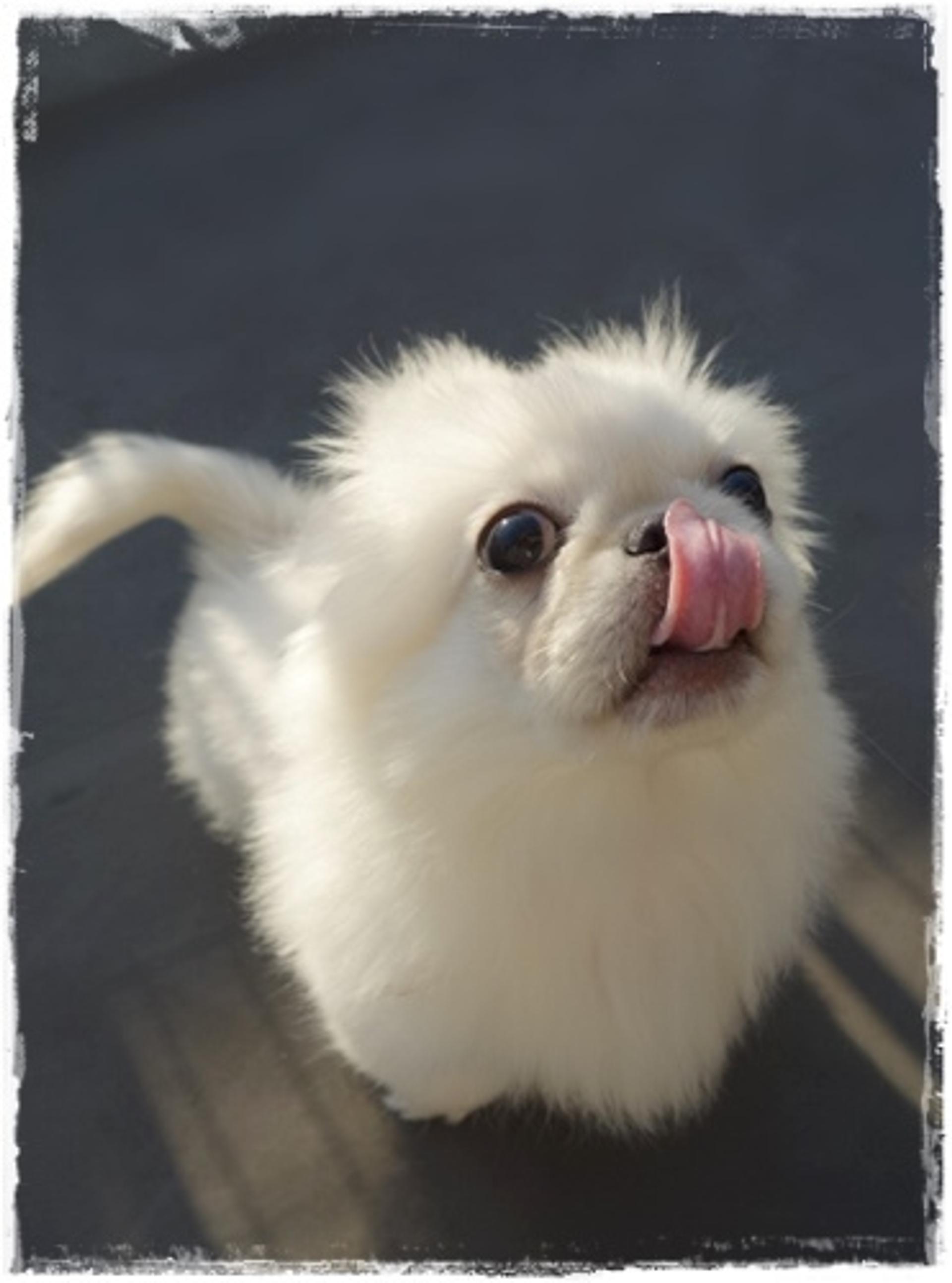 pet-image-3