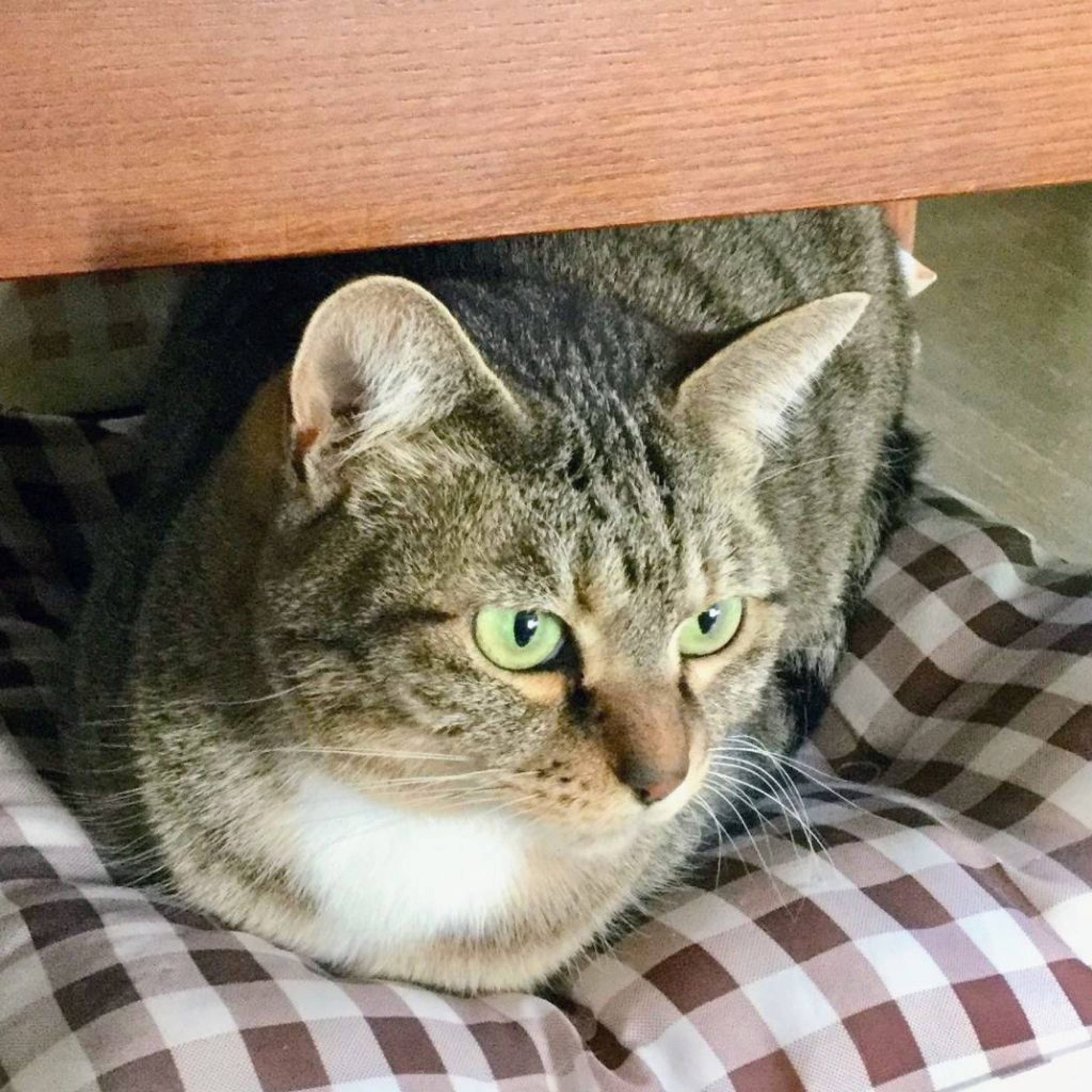 雑種（ミックス猫）・メスの里親募集の写真