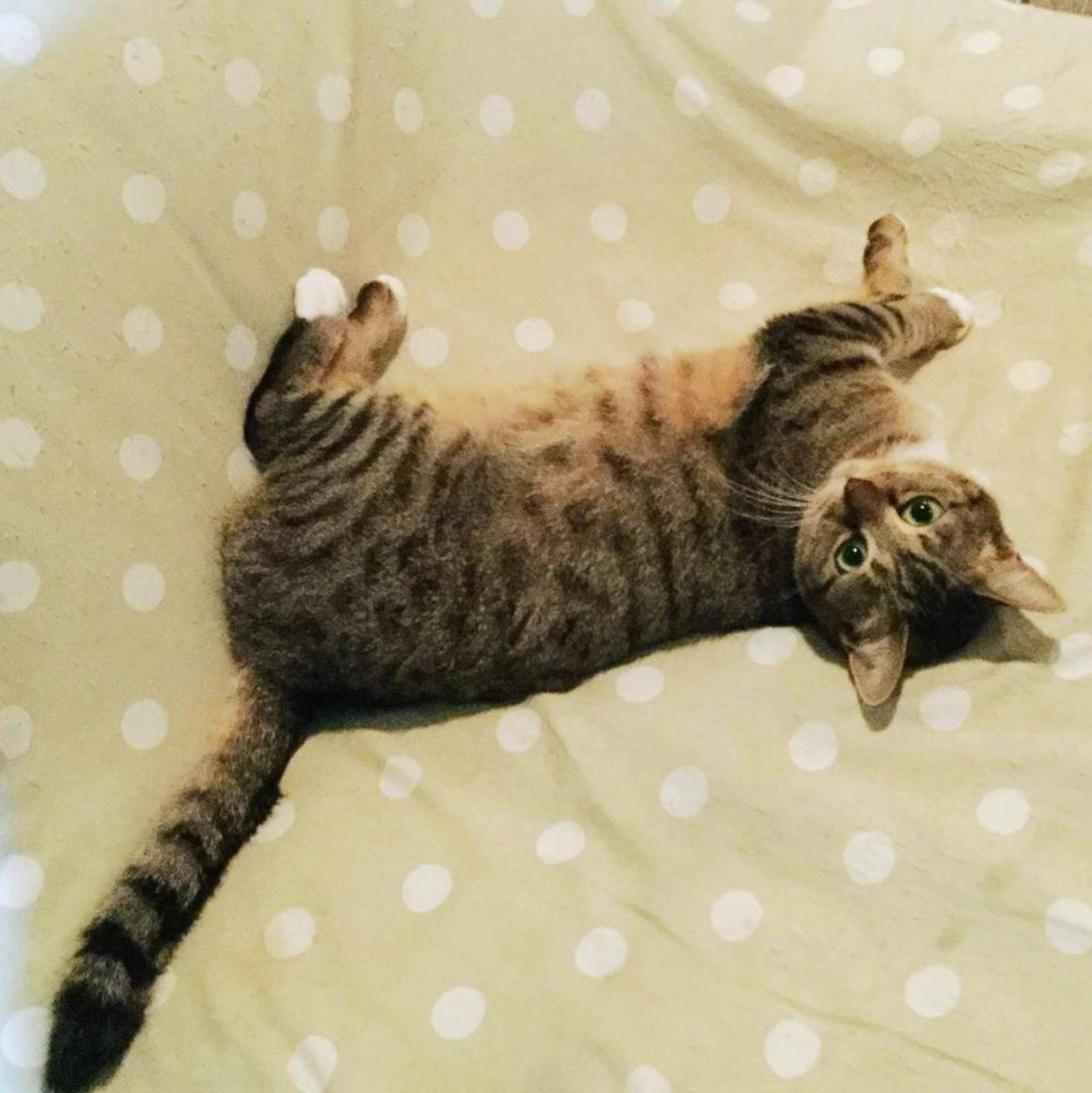 pet-image-4