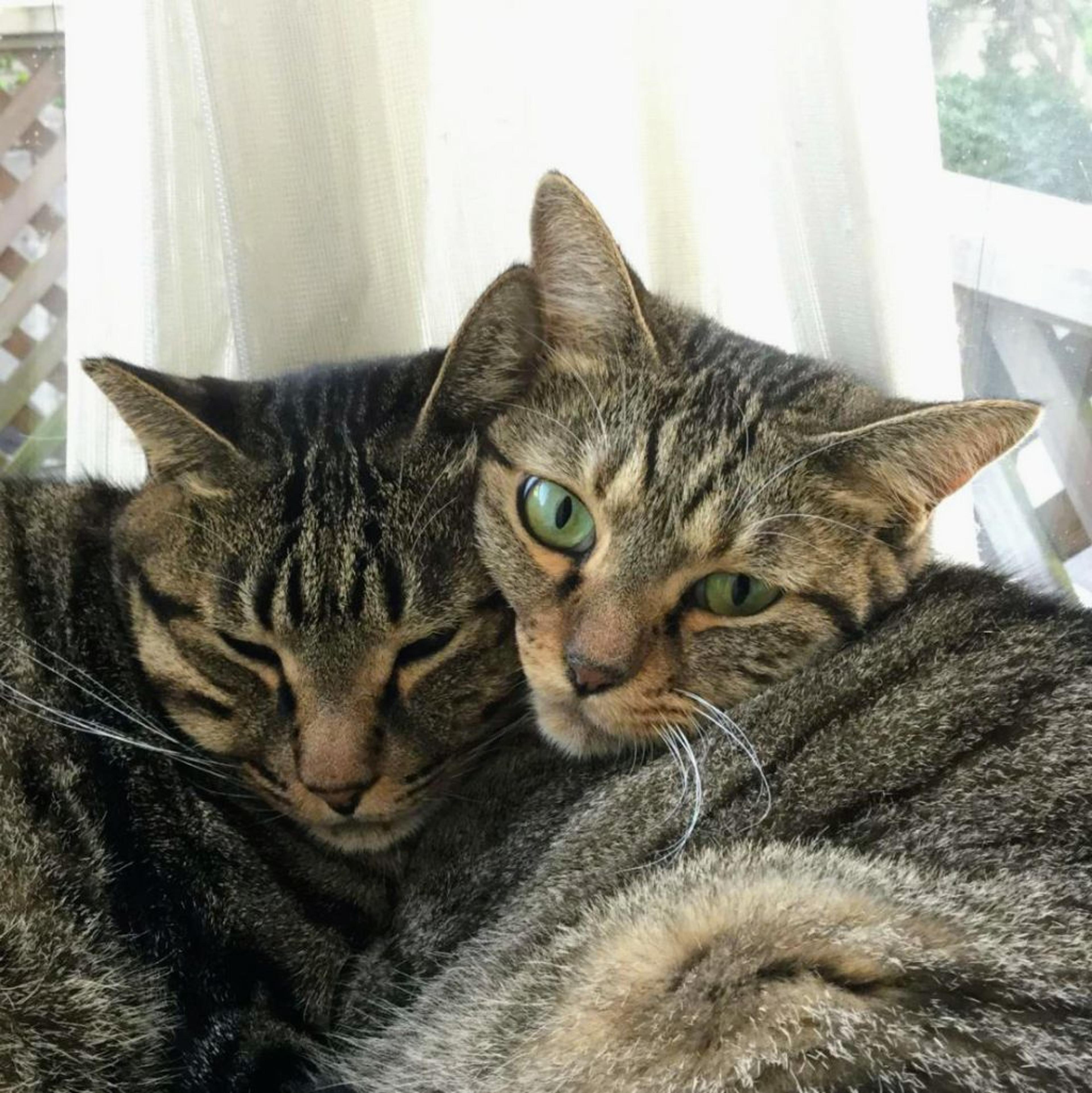 pet-image-6