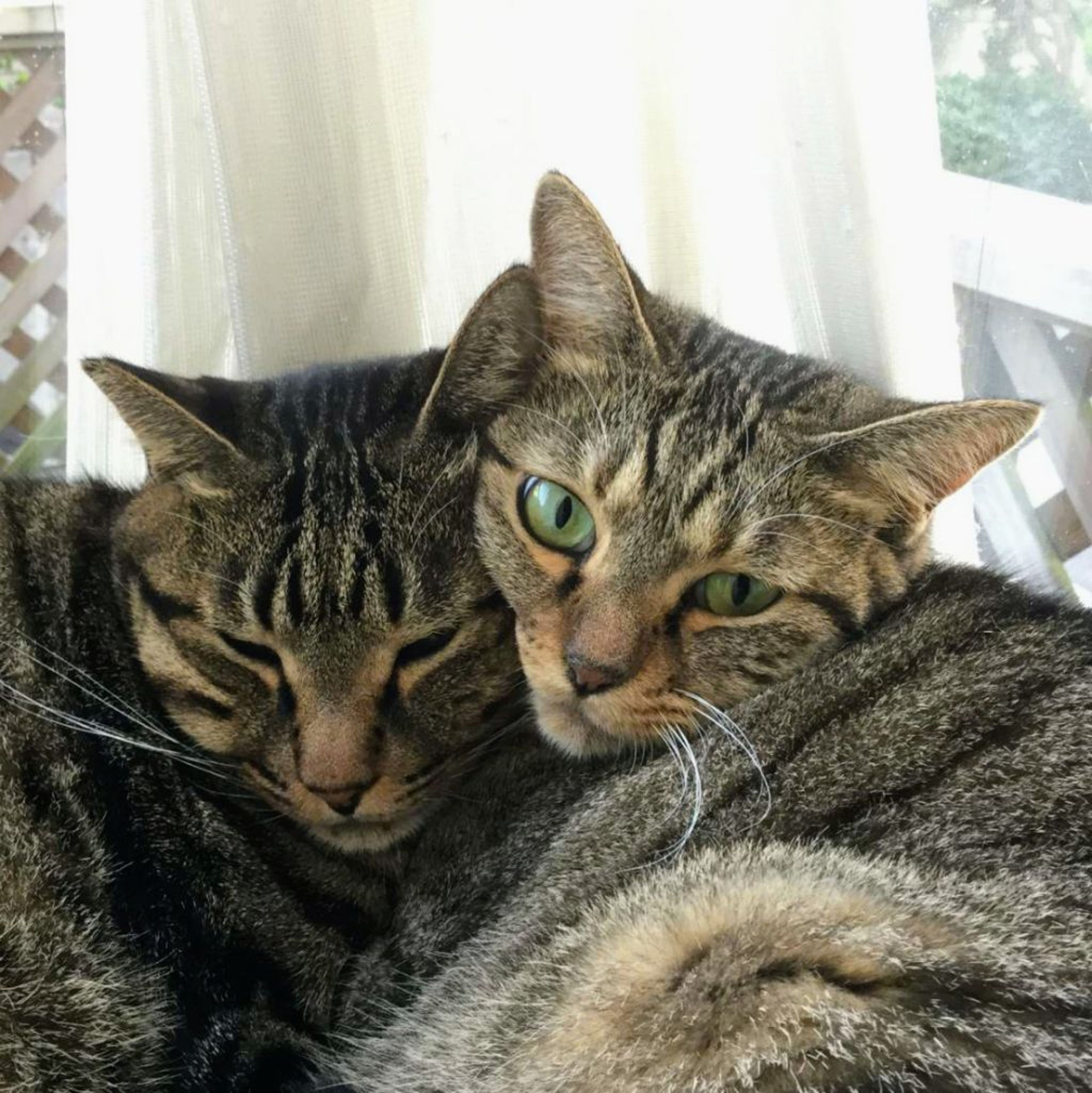 pet-image-6