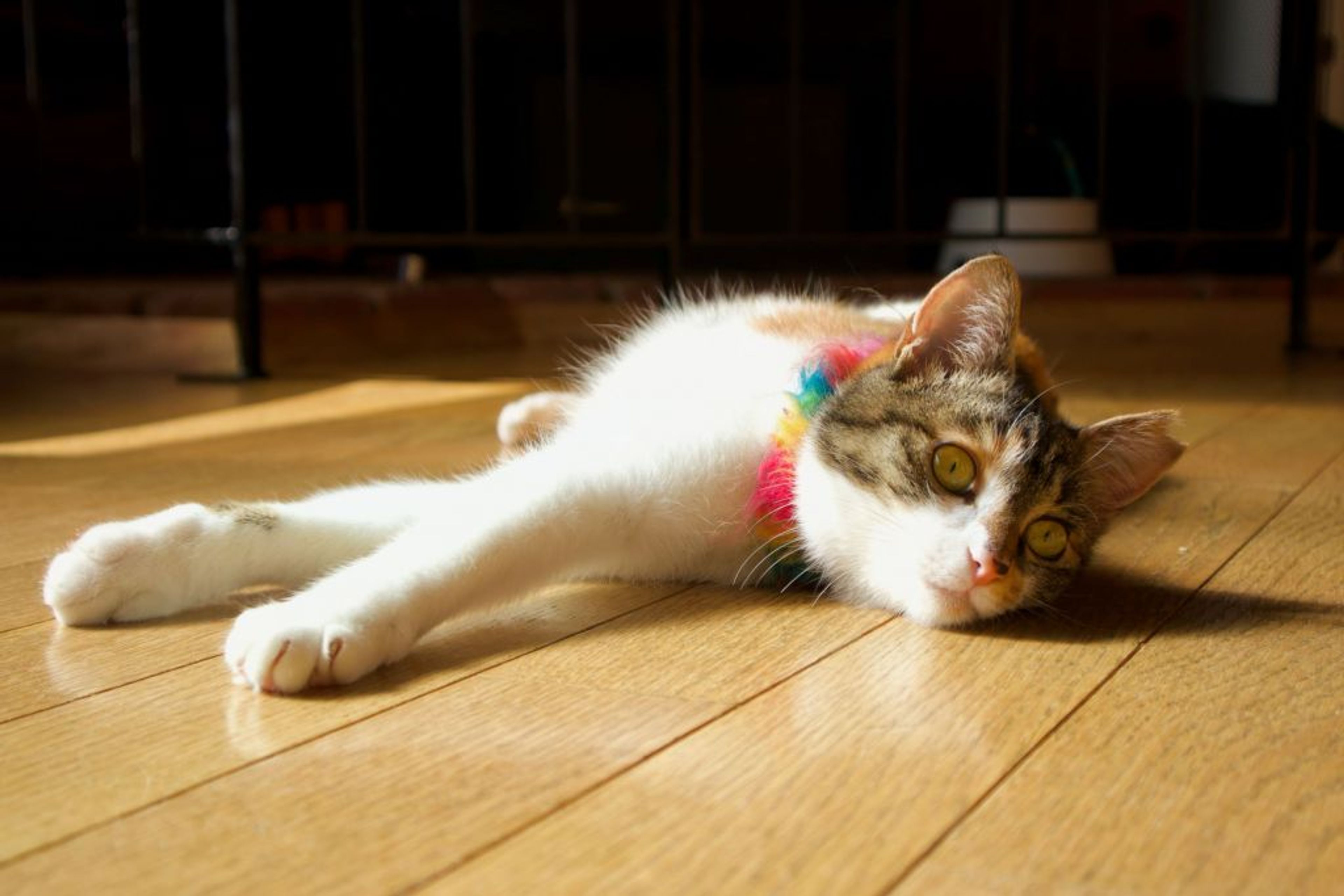 pet-image-3