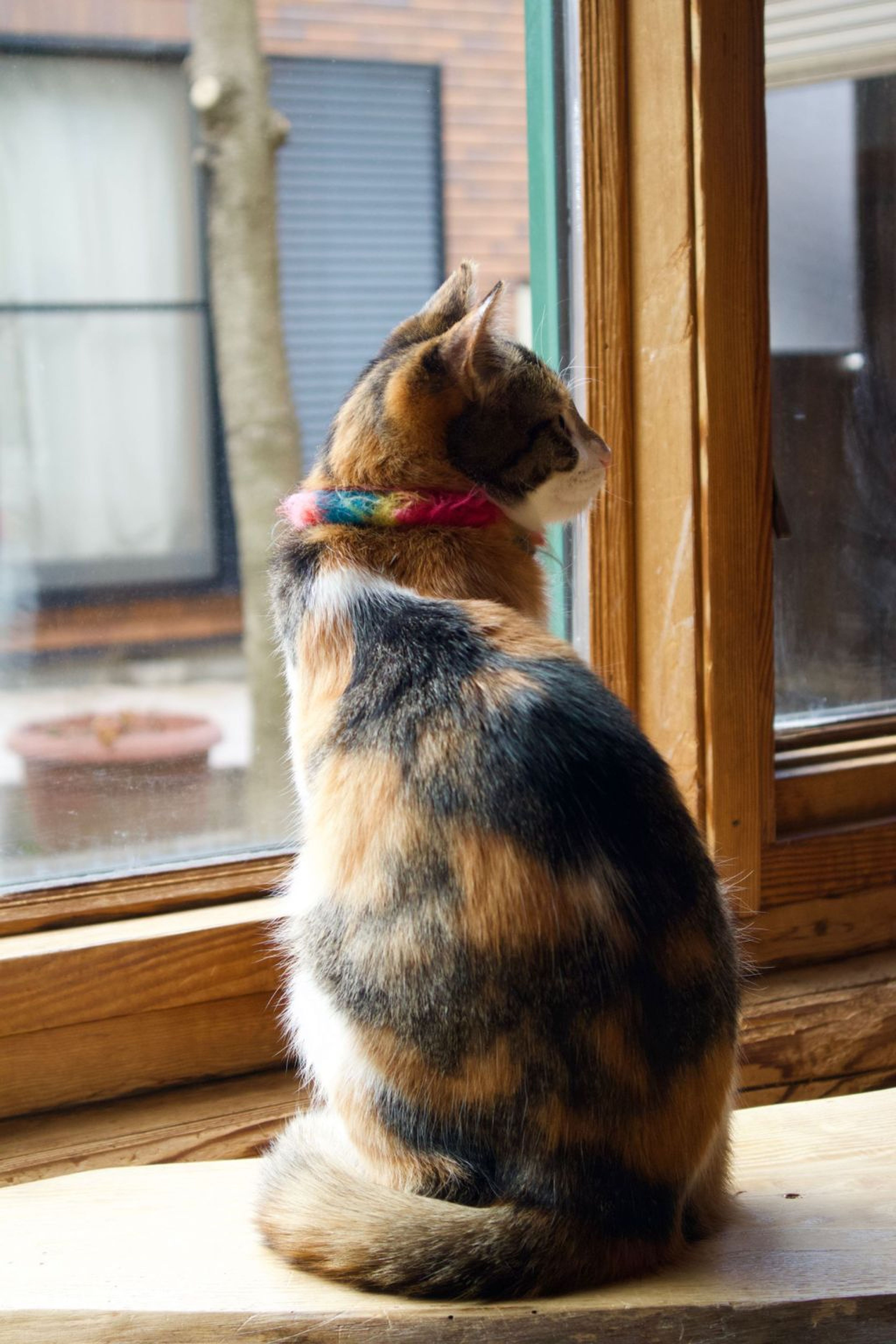 pet-image-4
