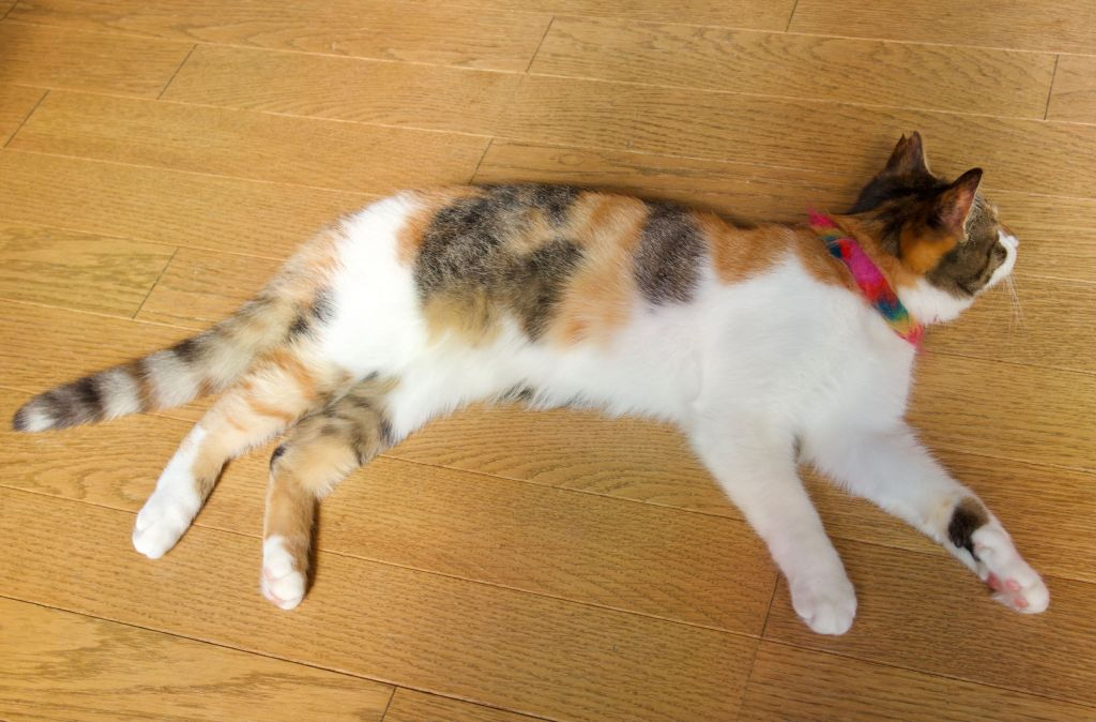 pet-image-5