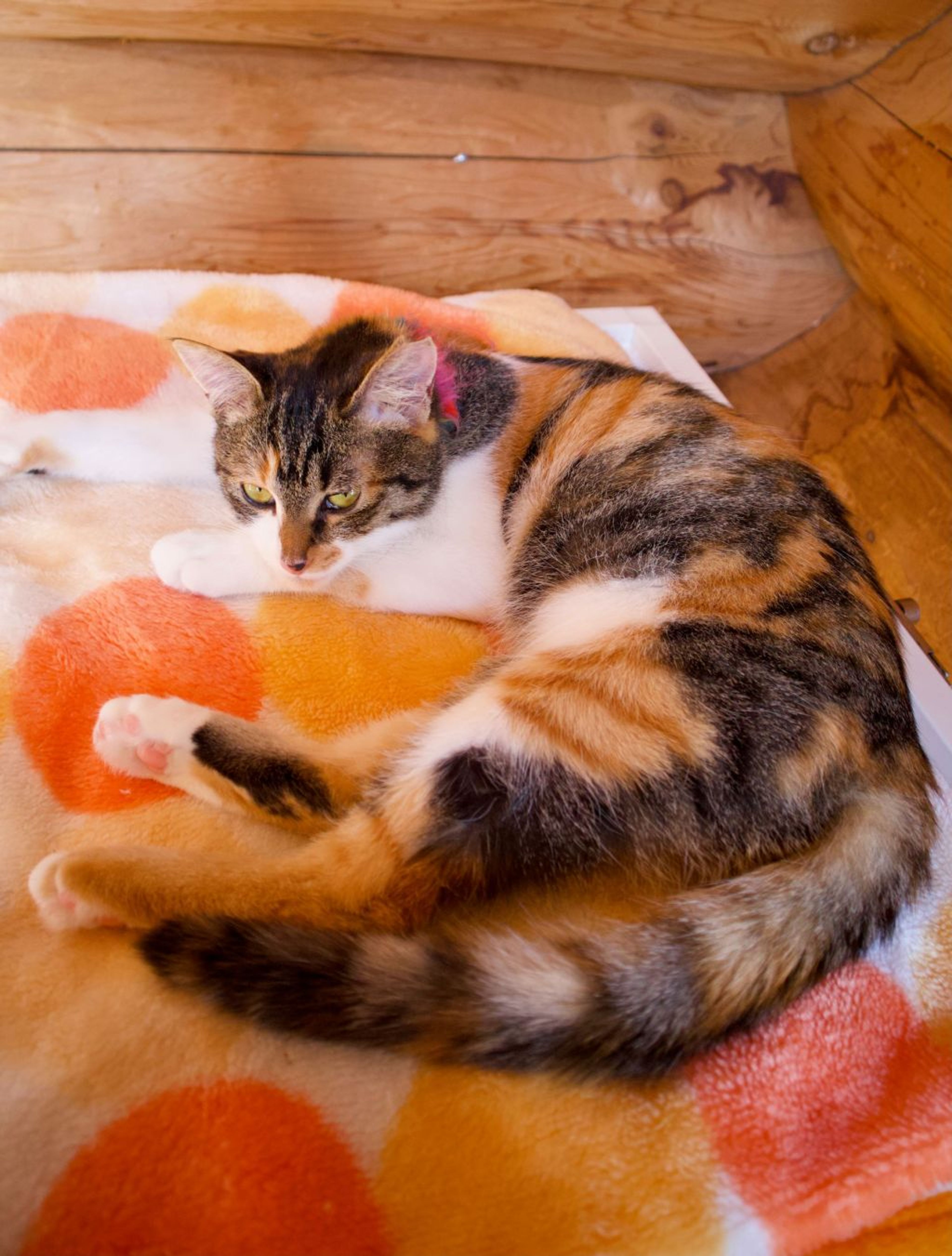 pet-image-6