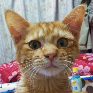 れおくん★2/26ミャオねこ譲渡会で会えますの写真