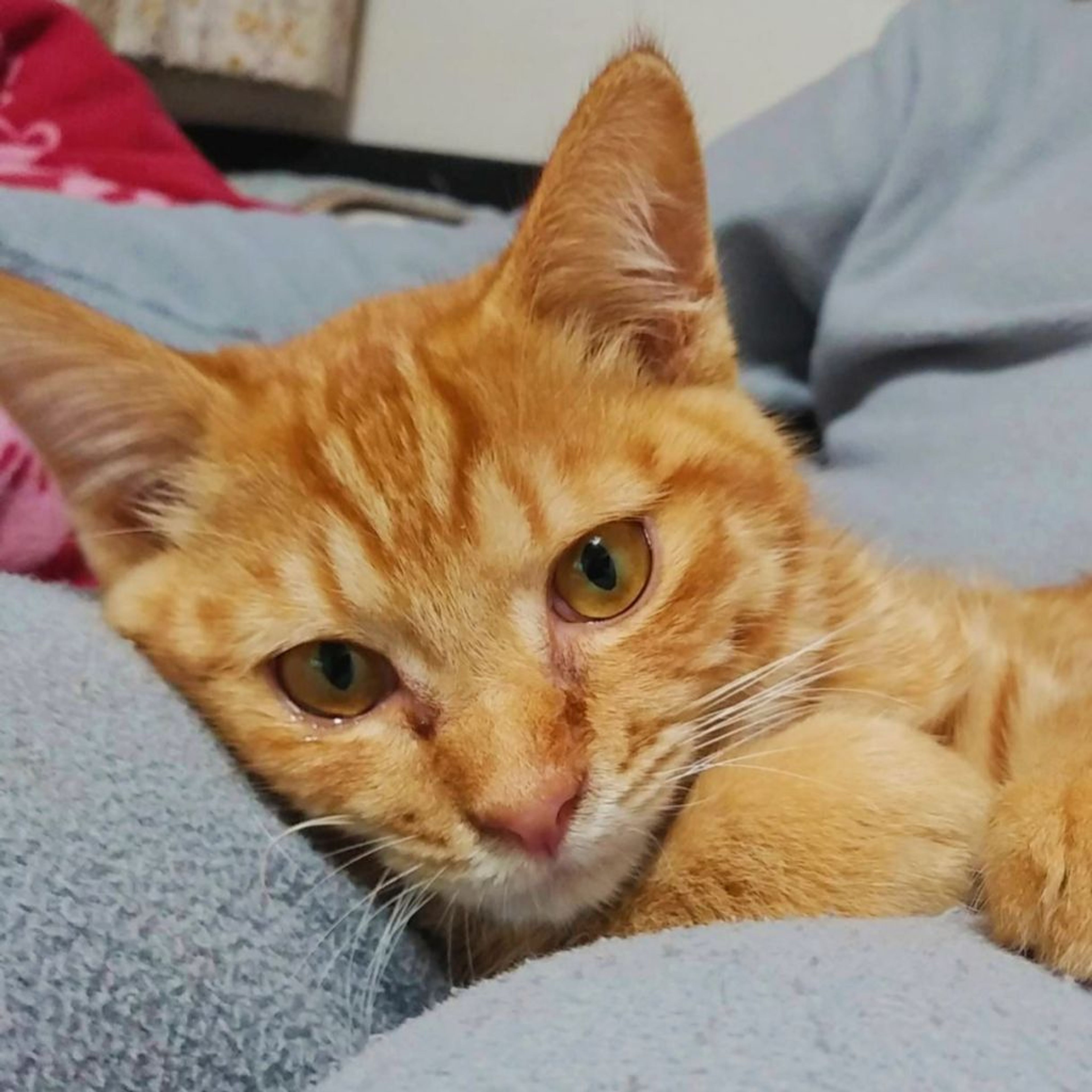 pet-image-2