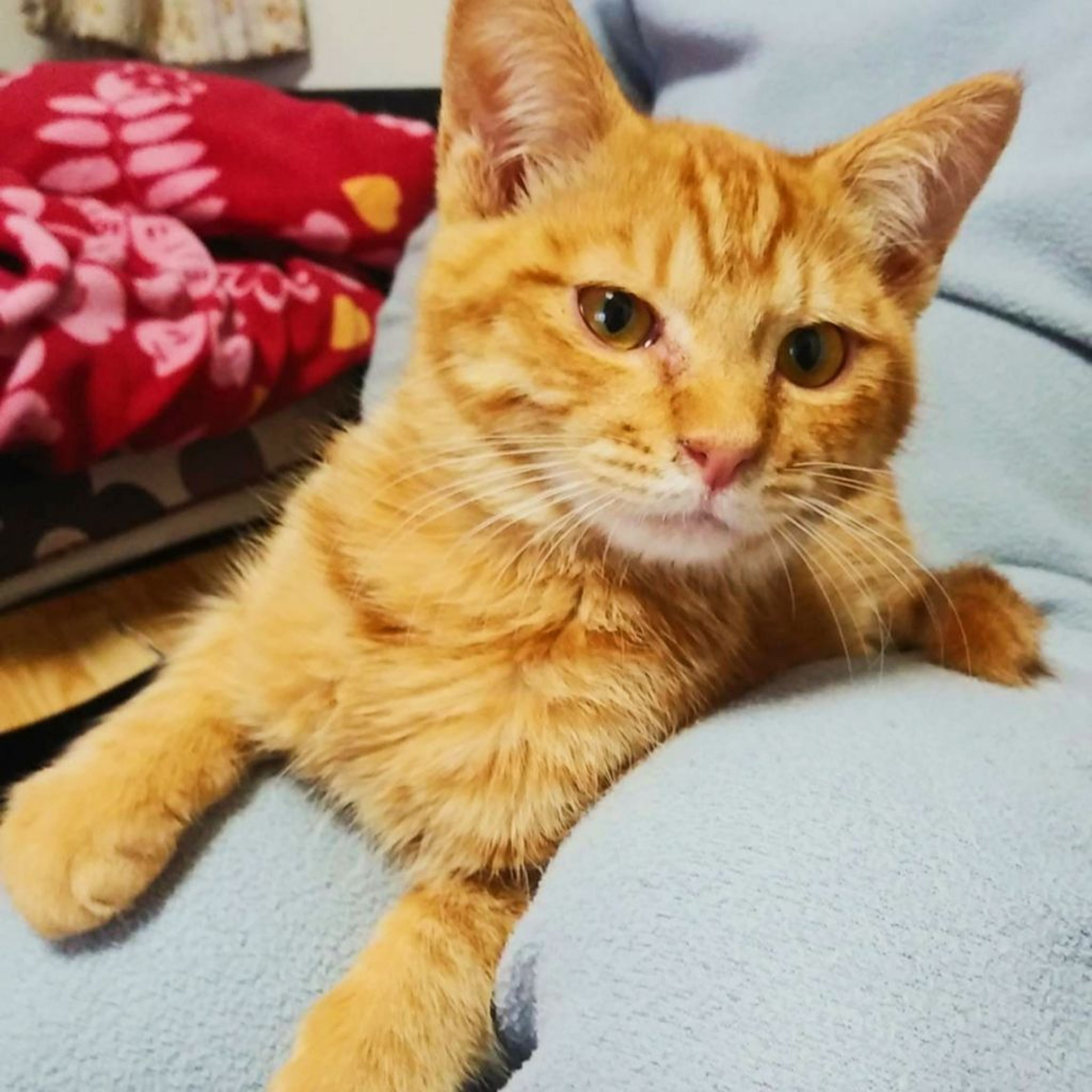 pet-image-3
