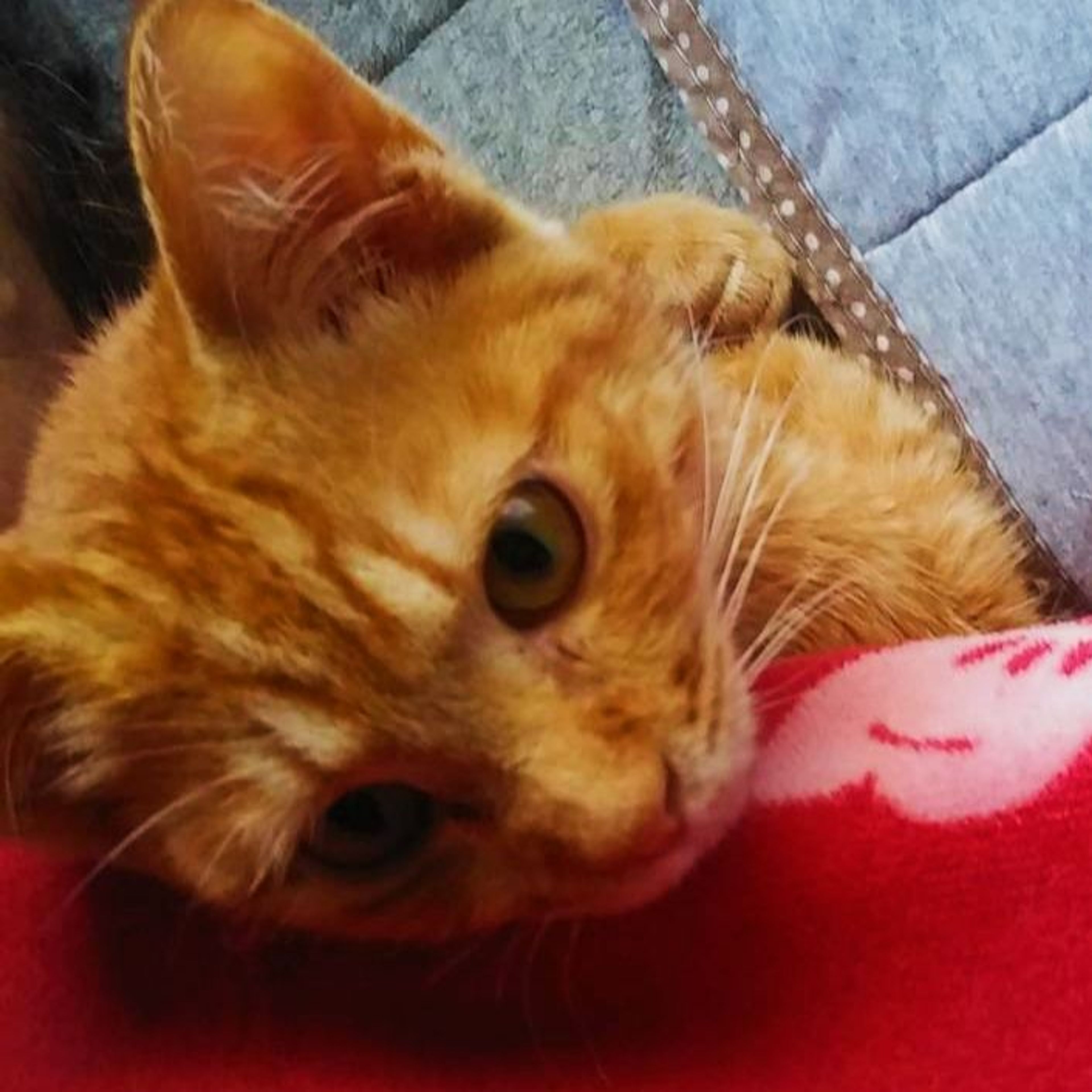 pet-image-4