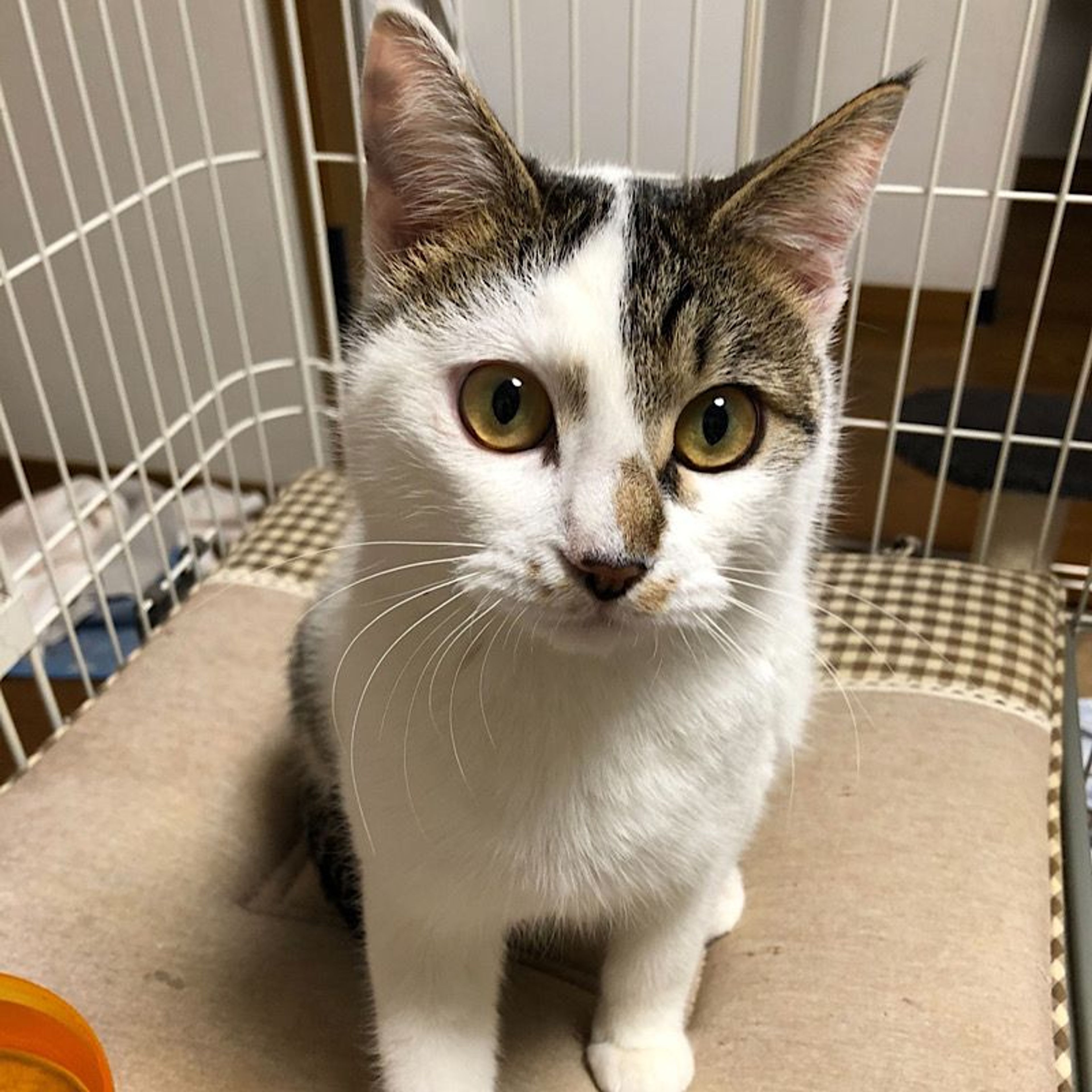 雑種（ミックス猫）・メスの里親募集の写真