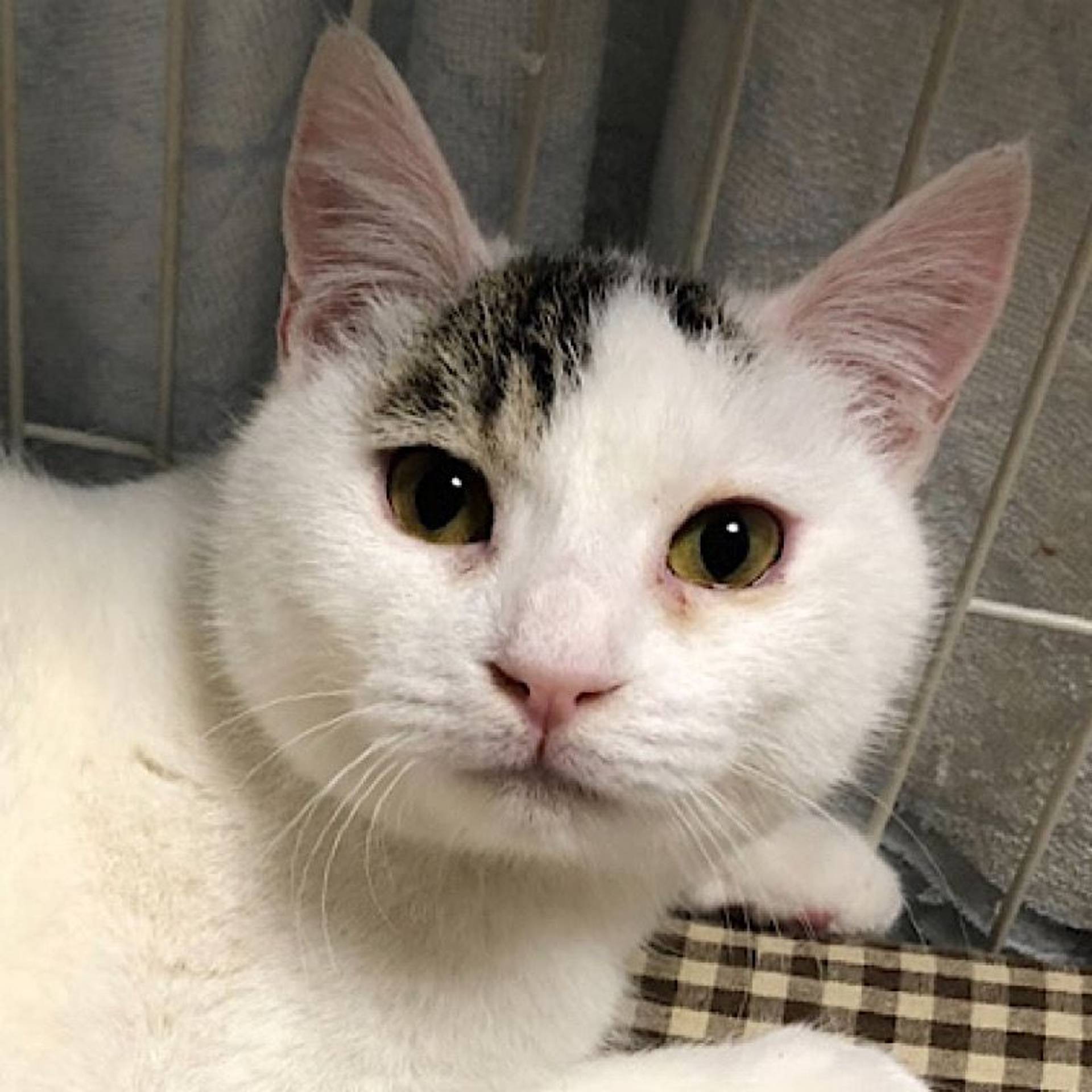雑種（ミックス猫）・オスの里親募集の写真