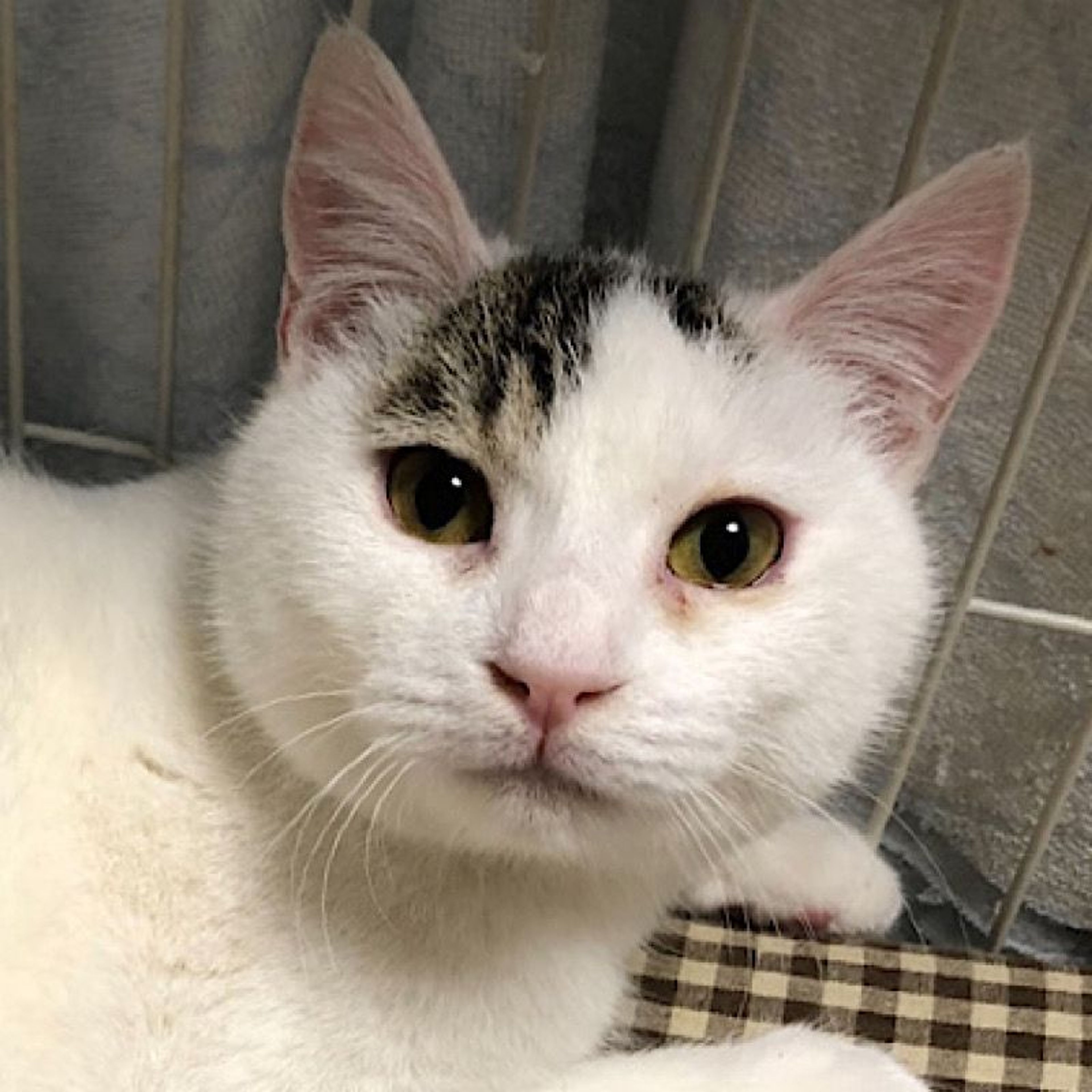 雑種（ミックス猫）・オスの里親募集の写真