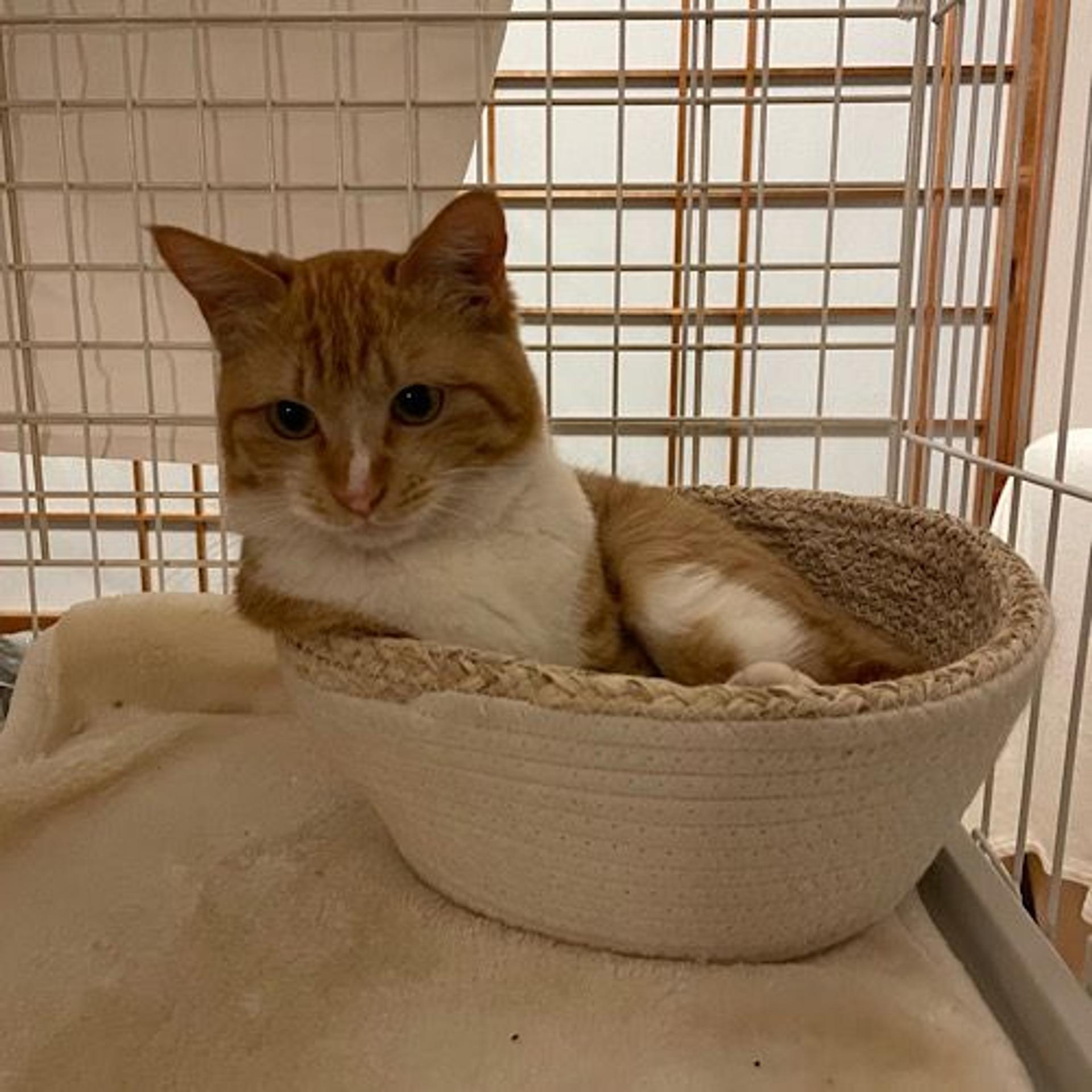 pet-image-5
