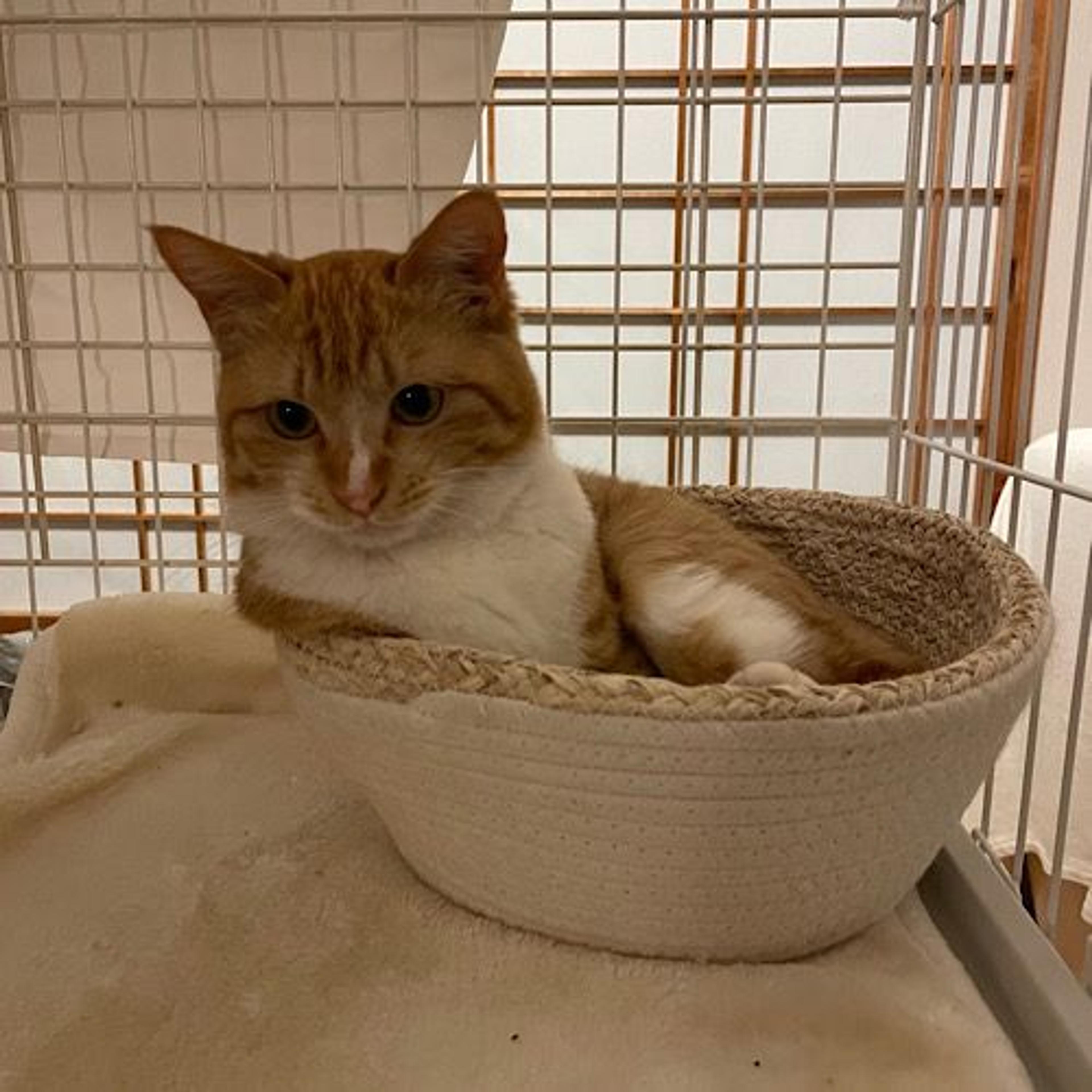 pet-image-5