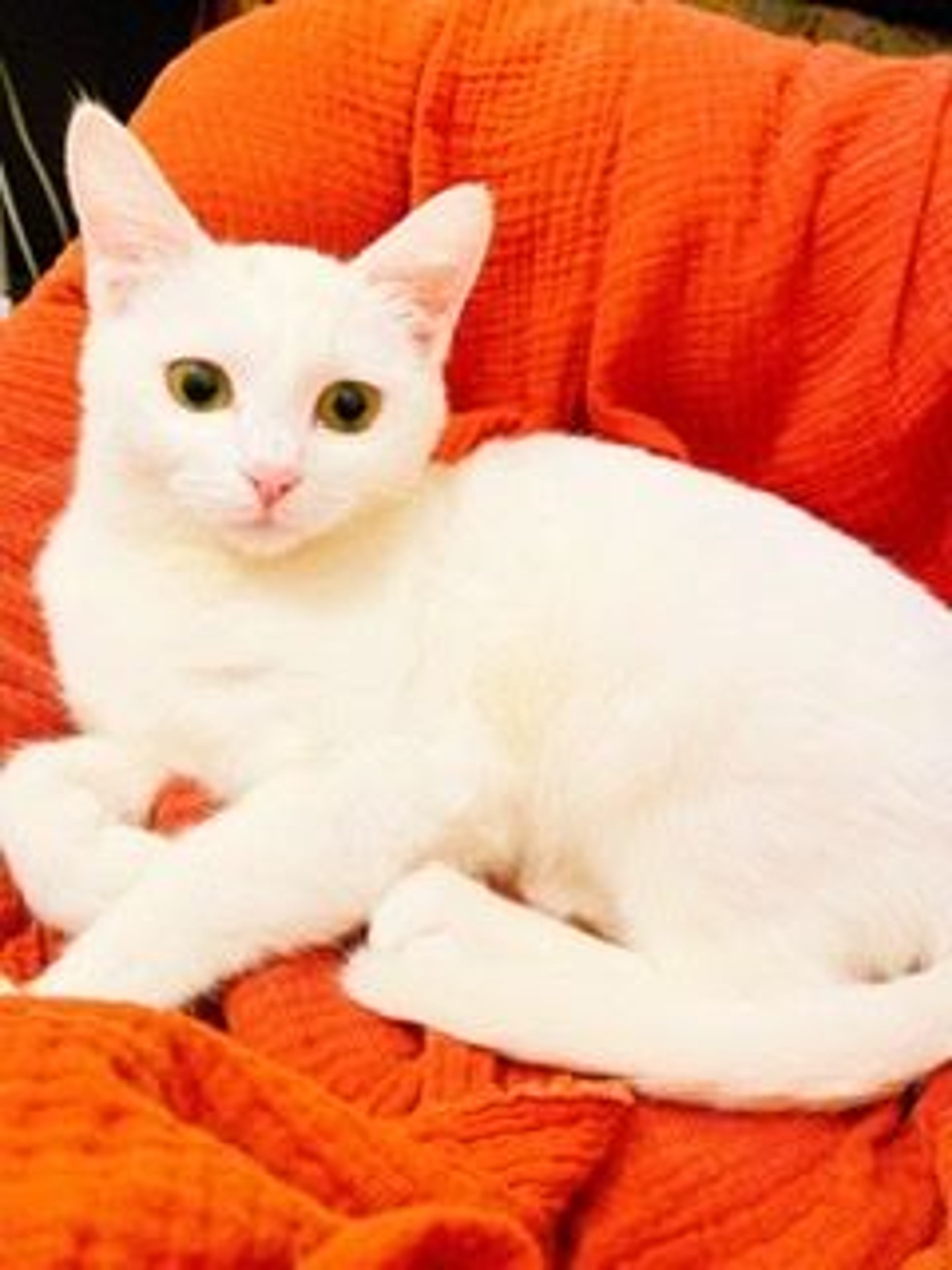 雑種（ミックス猫）・メスの里親募集の写真