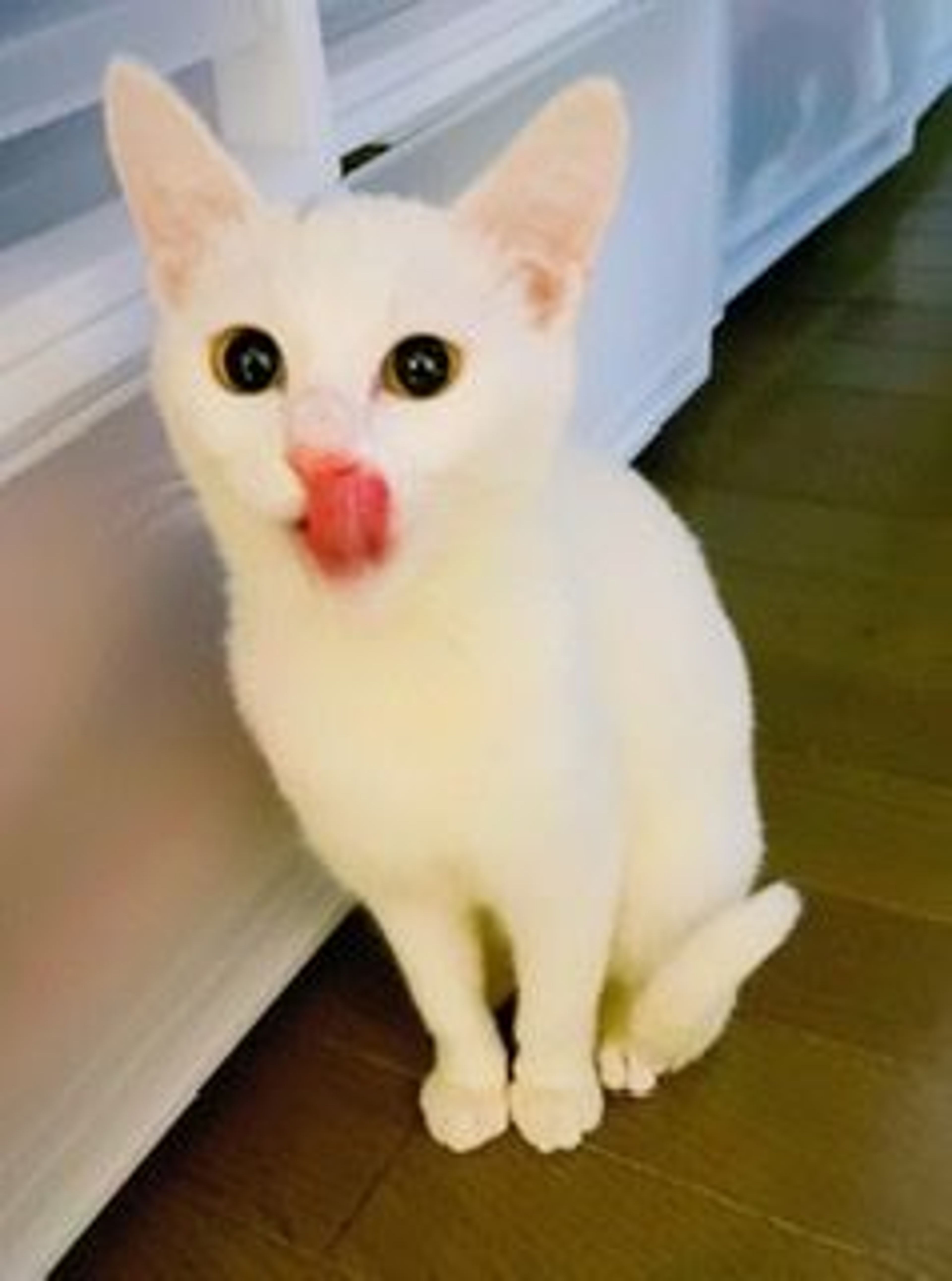pet-image-2